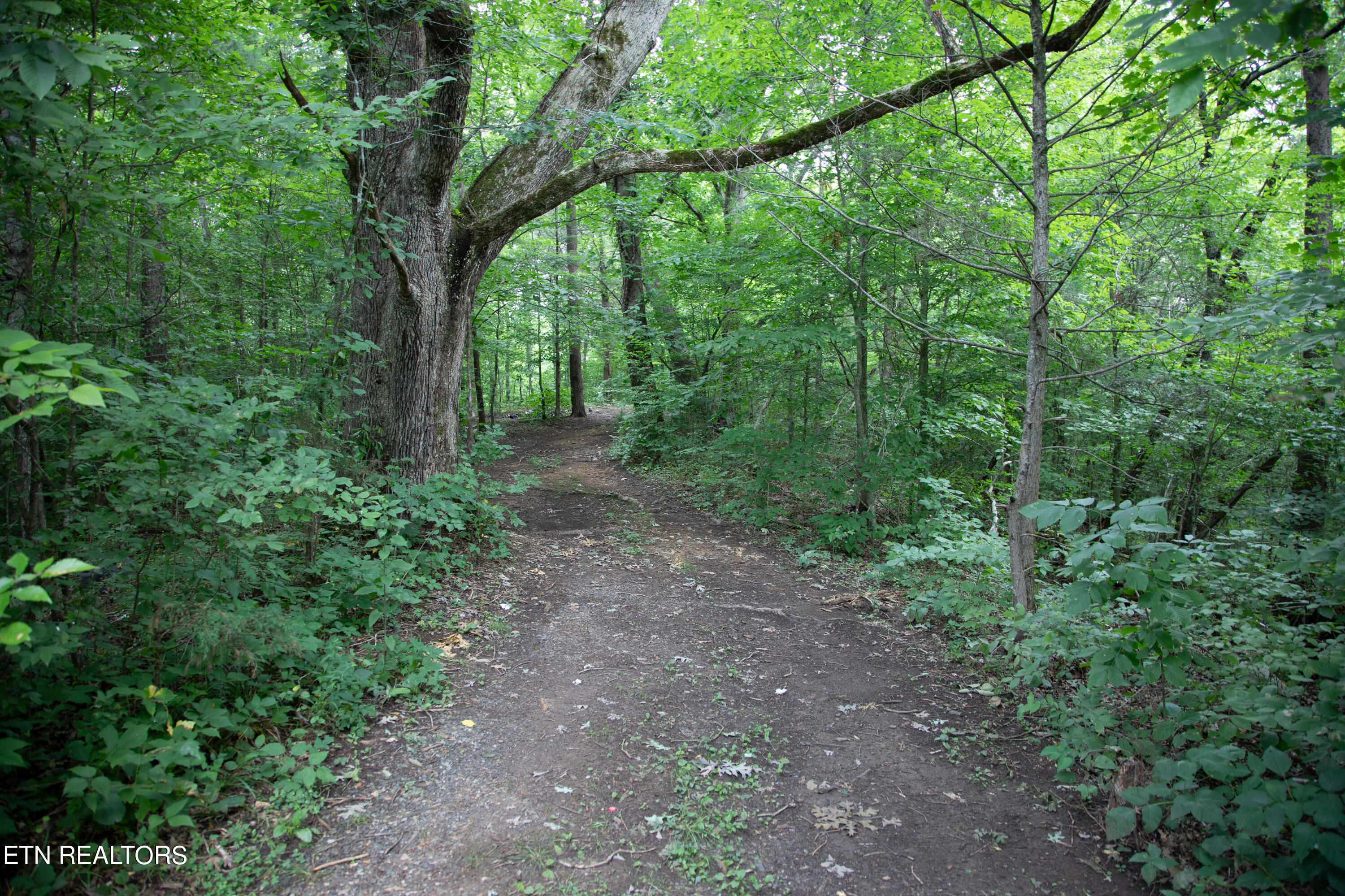 0 Scenic View Drive Cosby TN 37722