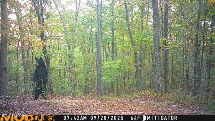 42+- Acres Dogwood Road Grandview TN 37337