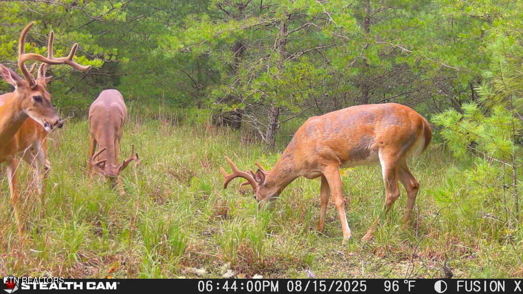 42+- Acres Dogwood Road Grandview TN 37337