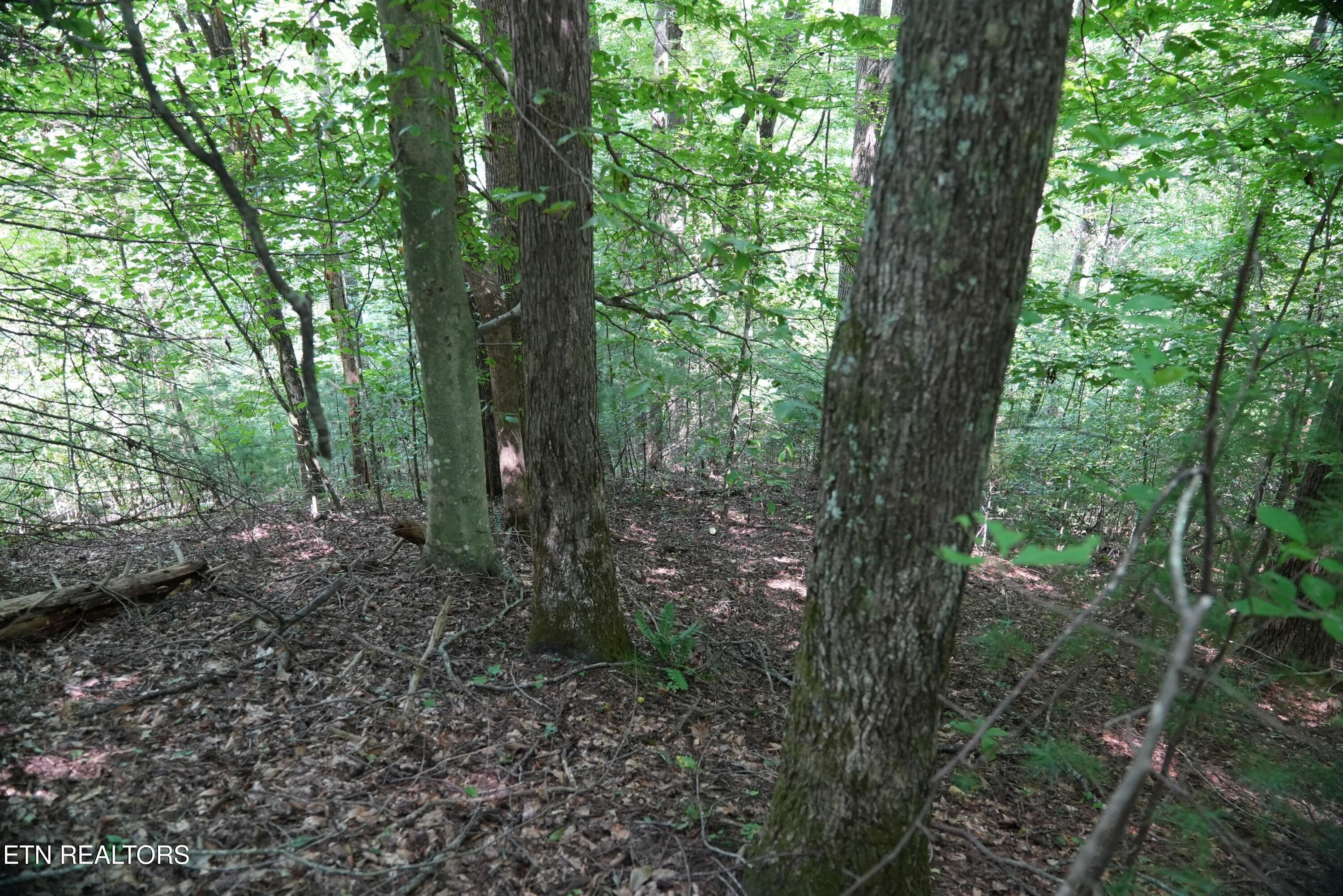 Bull Mountain Road Del Rio TN 37727