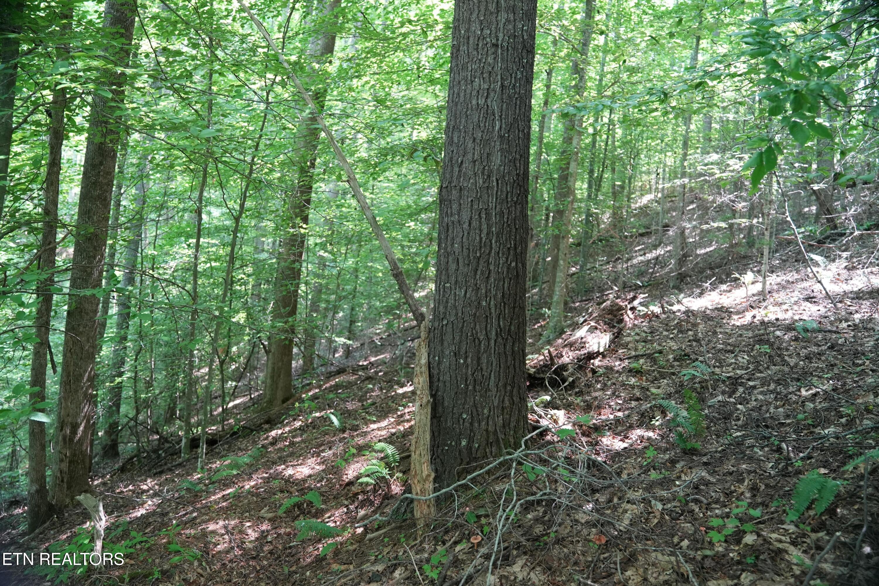 Bull Mountain Road Del Rio TN 37727