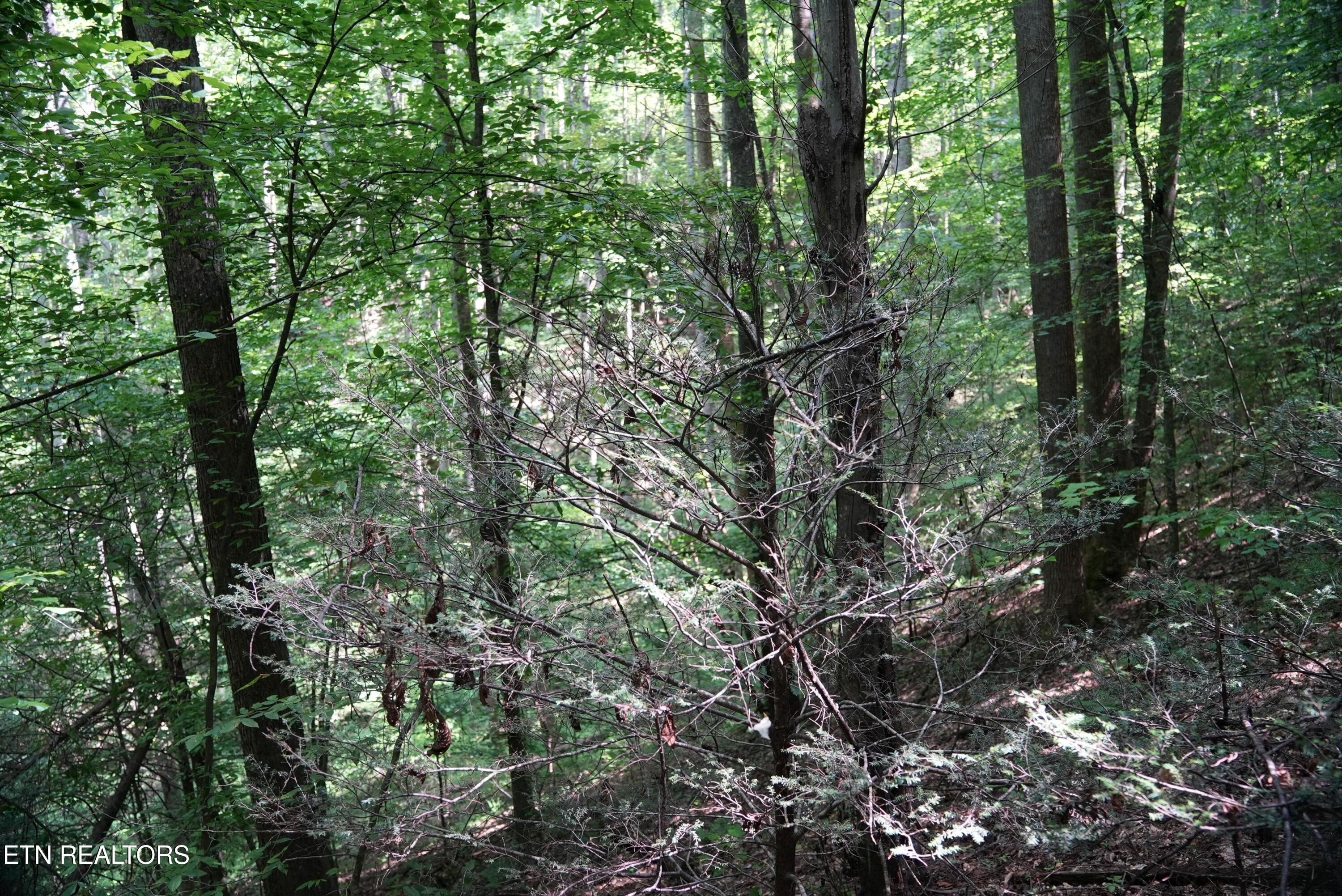 Bull Mountain Road Del Rio TN 37727