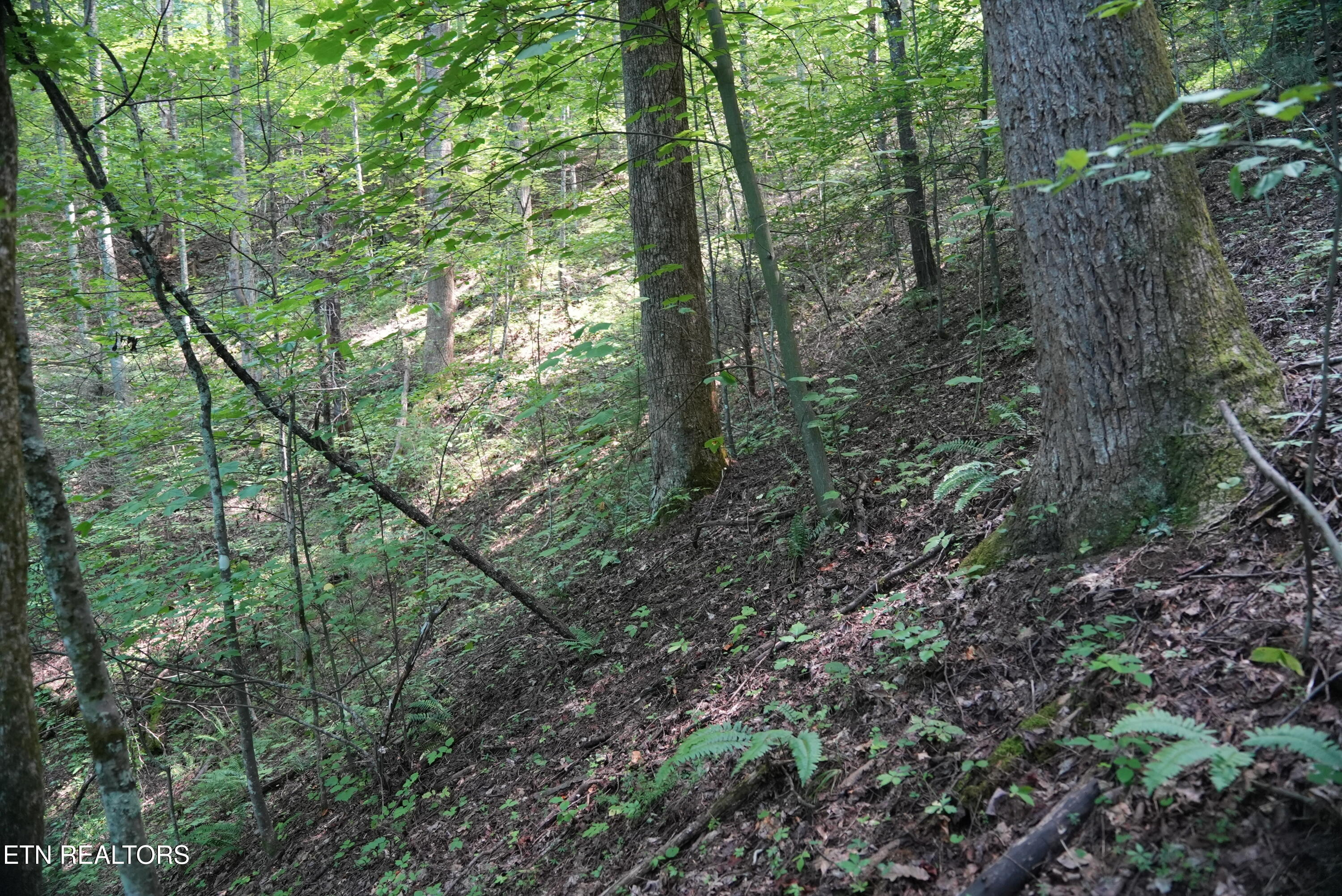 Bull Mountain Road Del Rio TN 37727