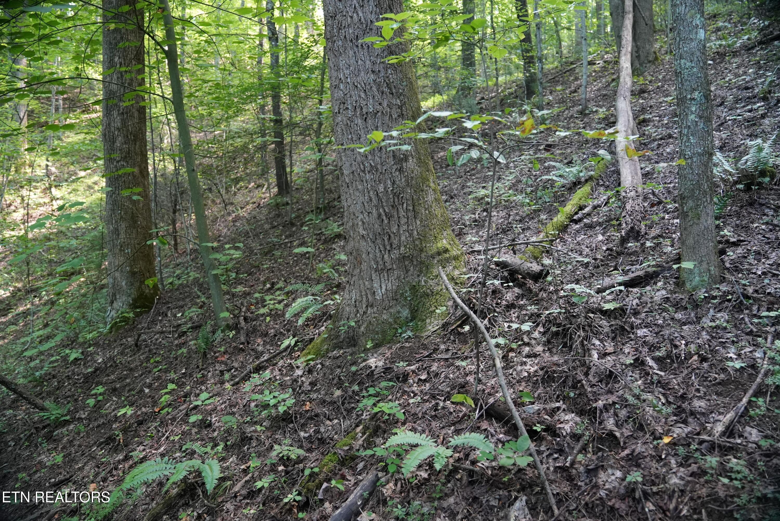 Bull Mountain Road Del Rio TN 37727