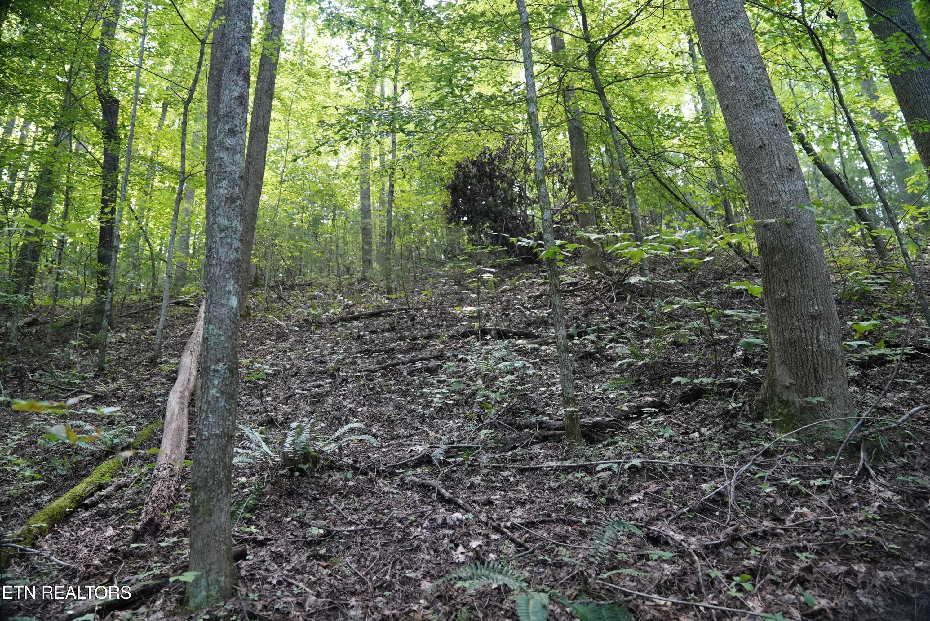 Bull Mountain Road Del Rio TN 37727