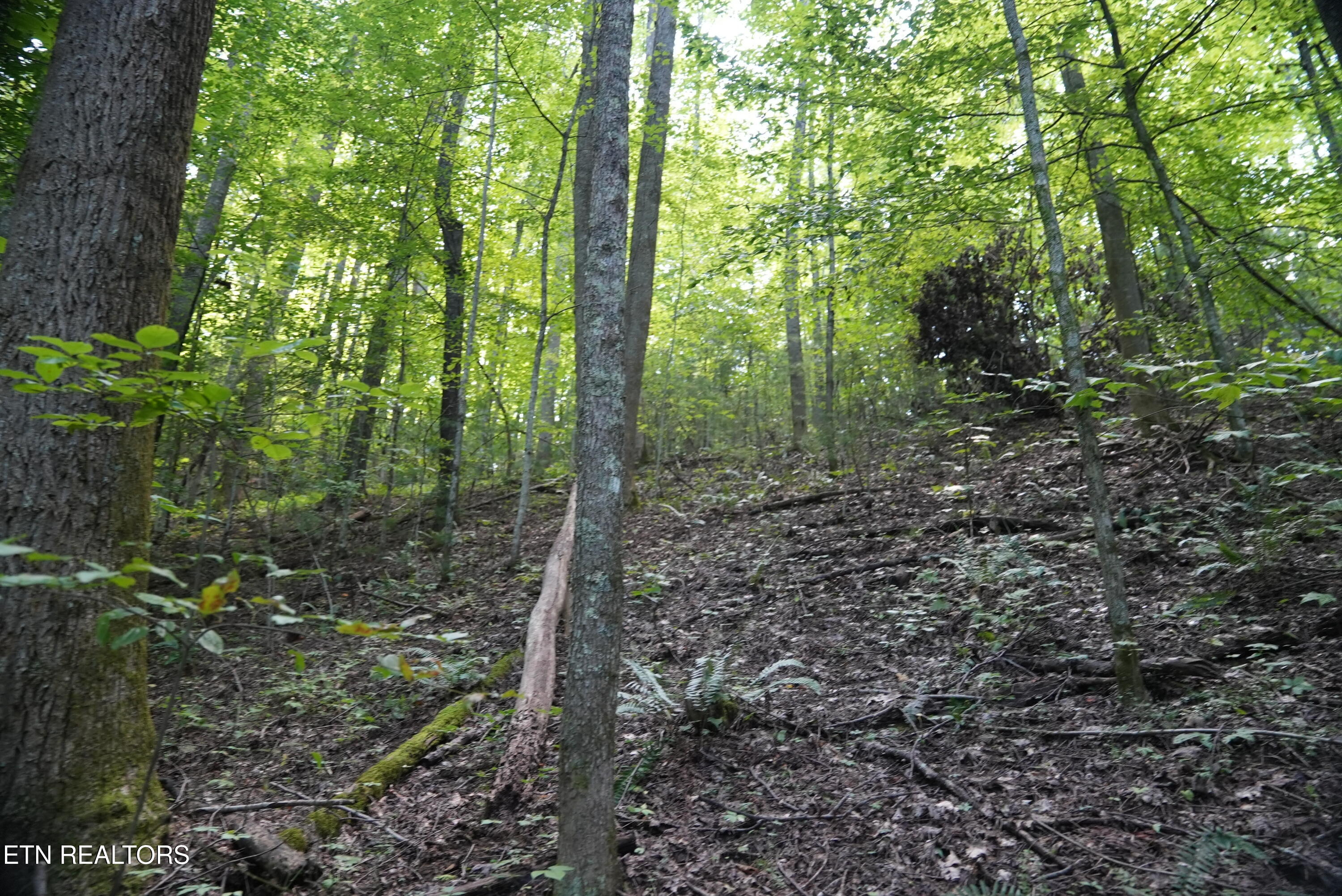 Bull Mountain Road Del Rio TN 37727