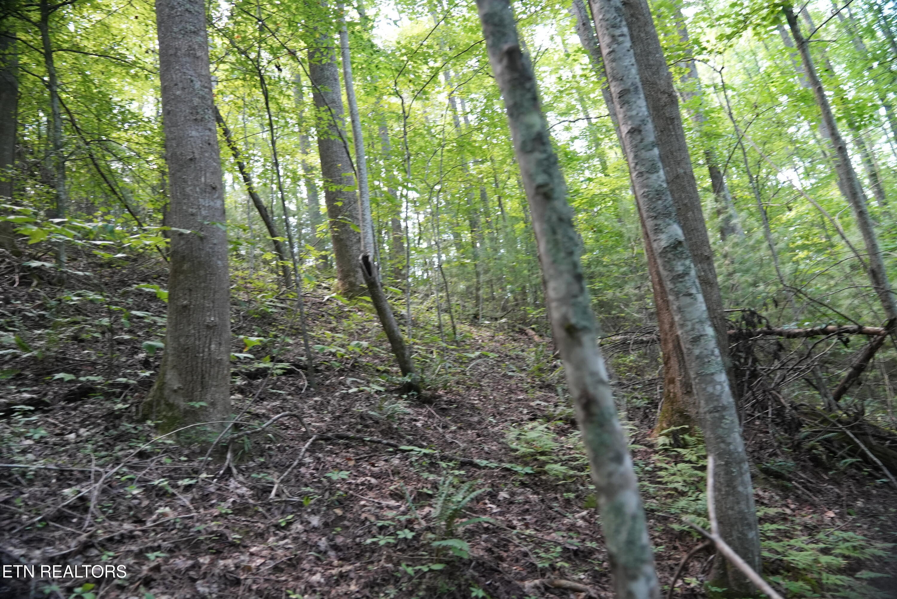 Bull Mountain Road Del Rio TN 37727