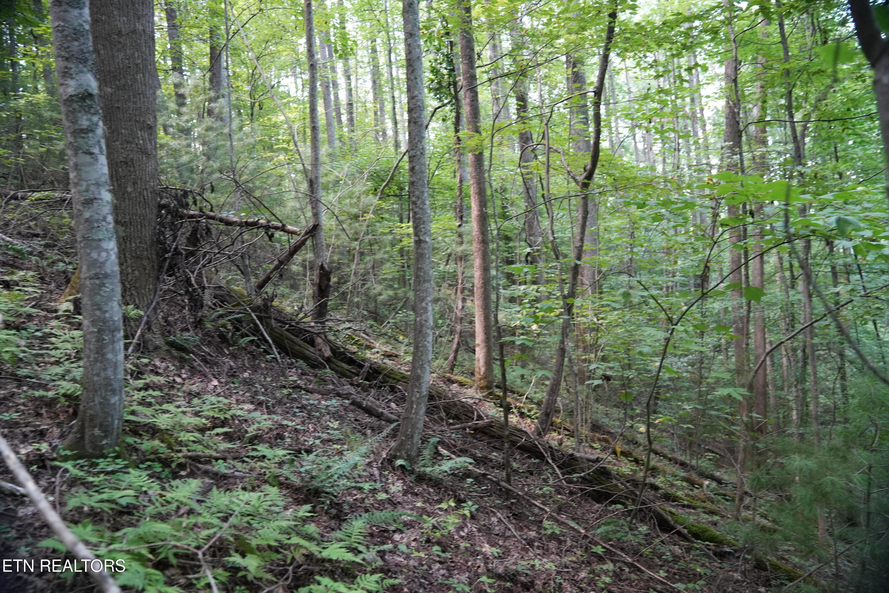 Bull Mountain Road Del Rio TN 37727