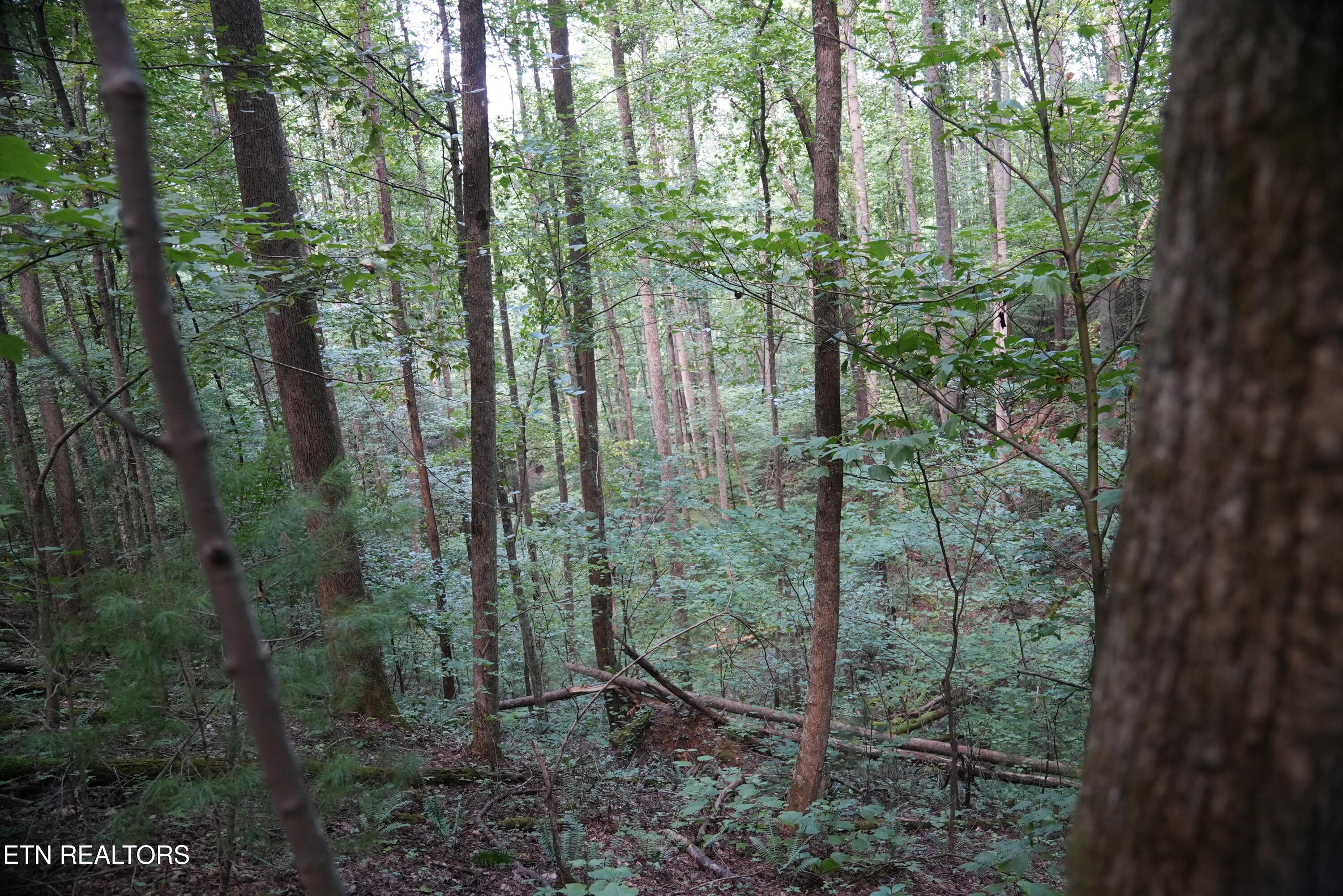 Bull Mountain Road Del Rio TN 37727