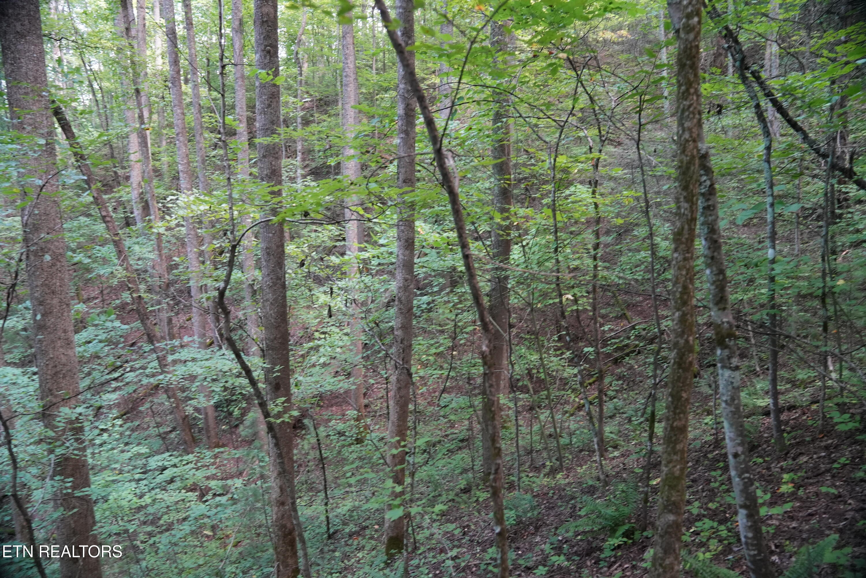 Bull Mountain Road Del Rio TN 37727
