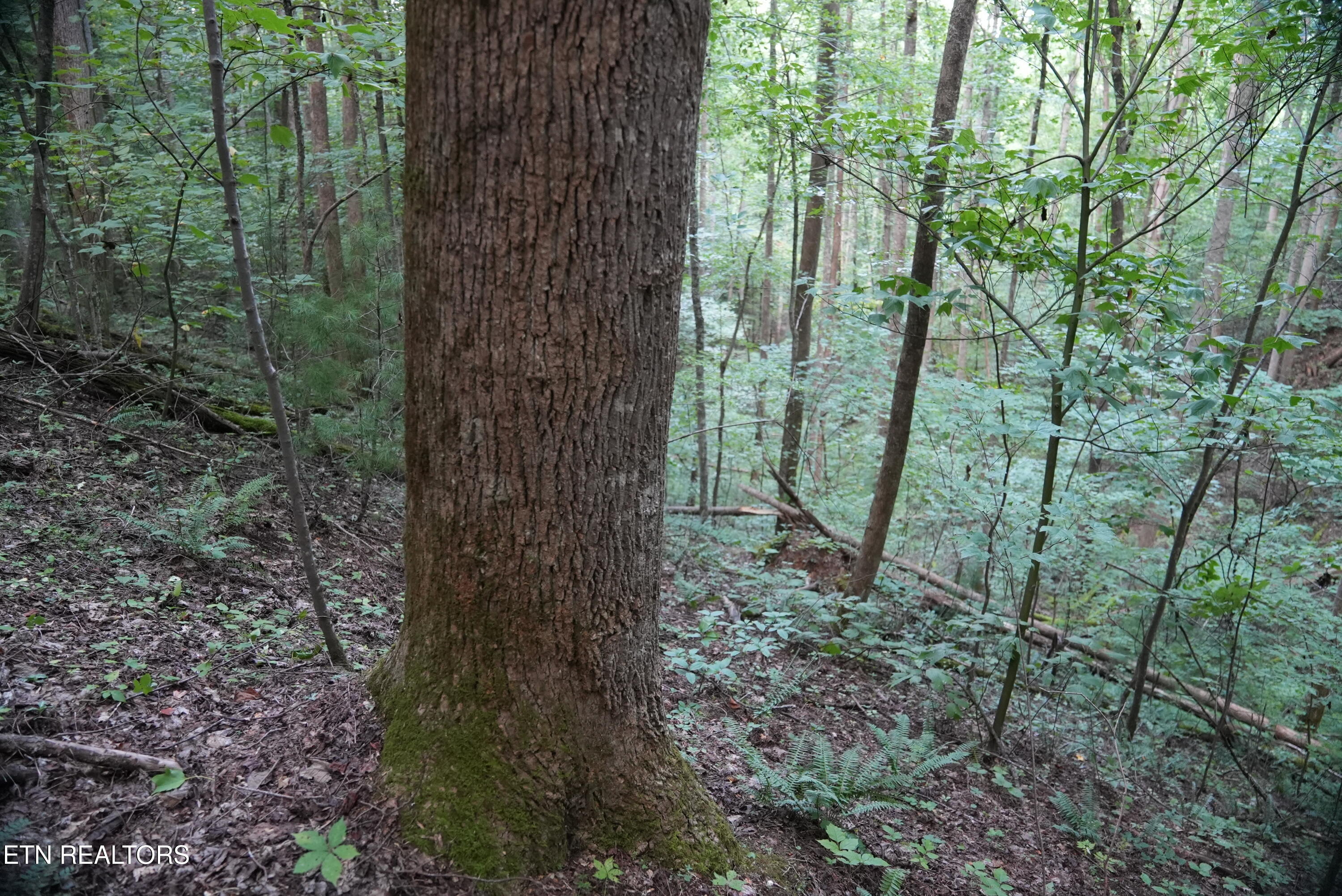 Bull Mountain Road Del Rio TN 37727