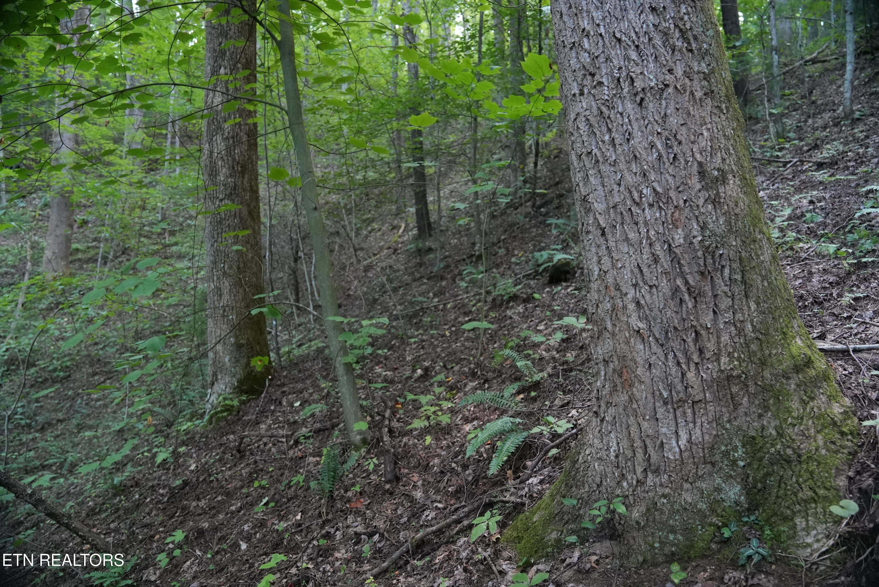 Bull Mountain Road Del Rio TN 37727