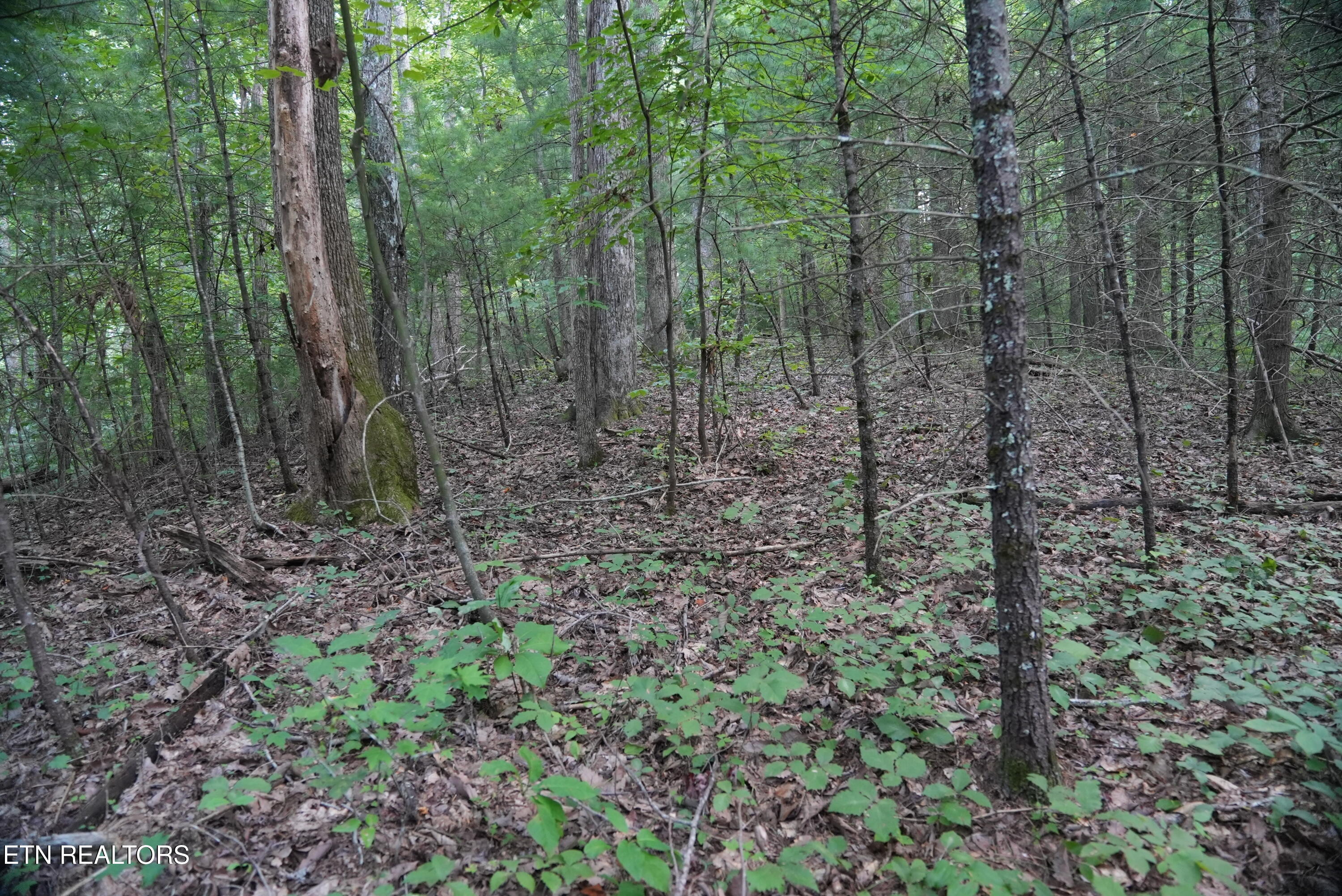 Bull Mountain Road Del Rio TN 37727