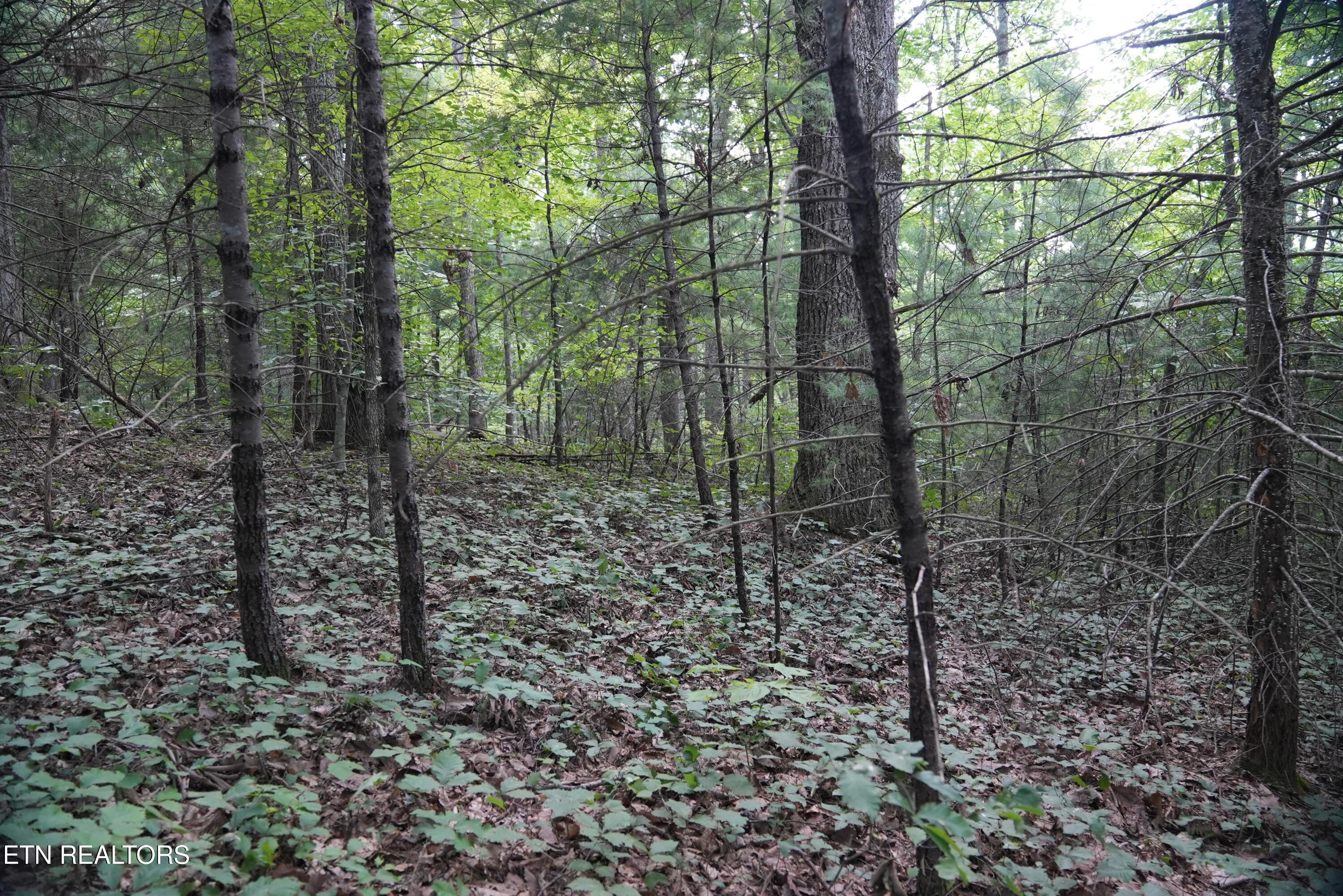 Bull Mountain Road Del Rio TN 37727