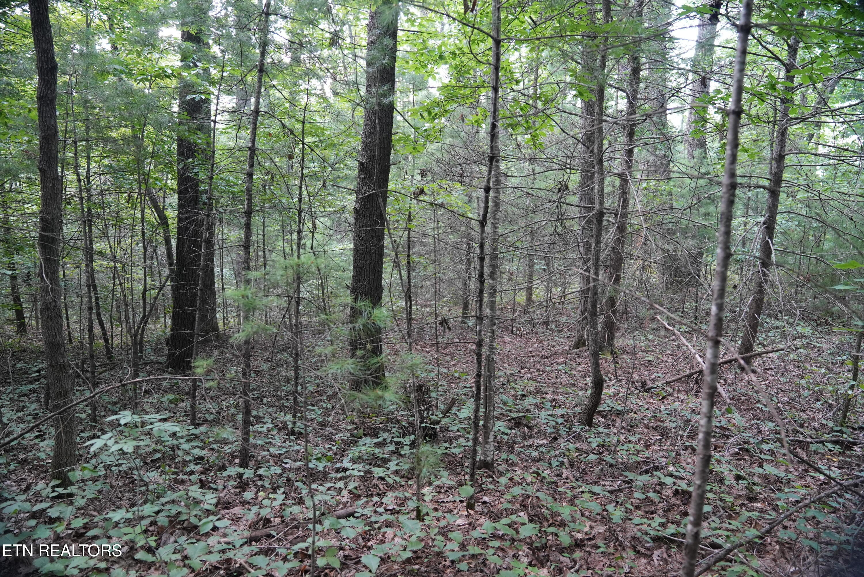 Bull Mountain Road Del Rio TN 37727
