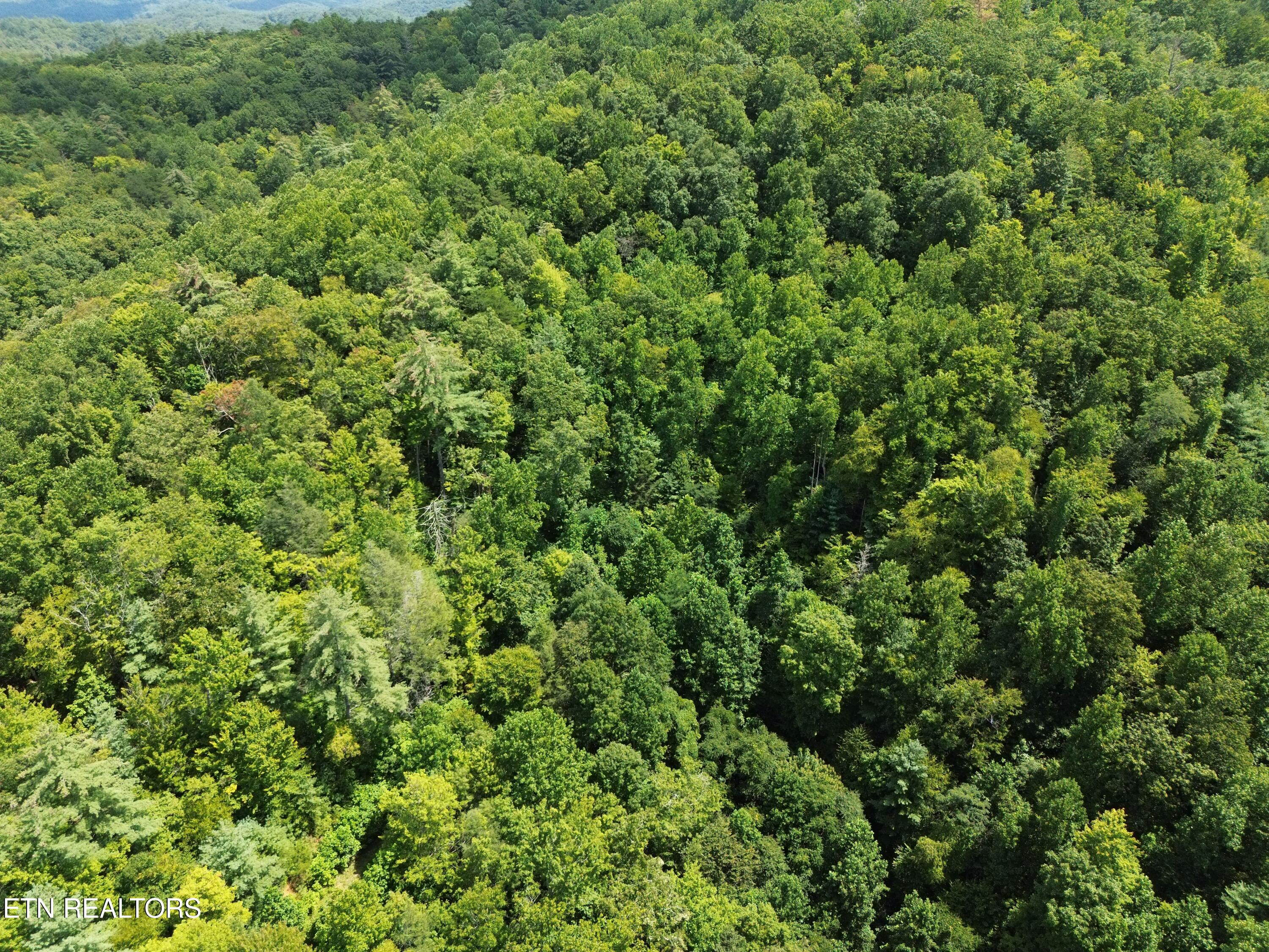 Bull Mountain Road Del Rio TN 37727