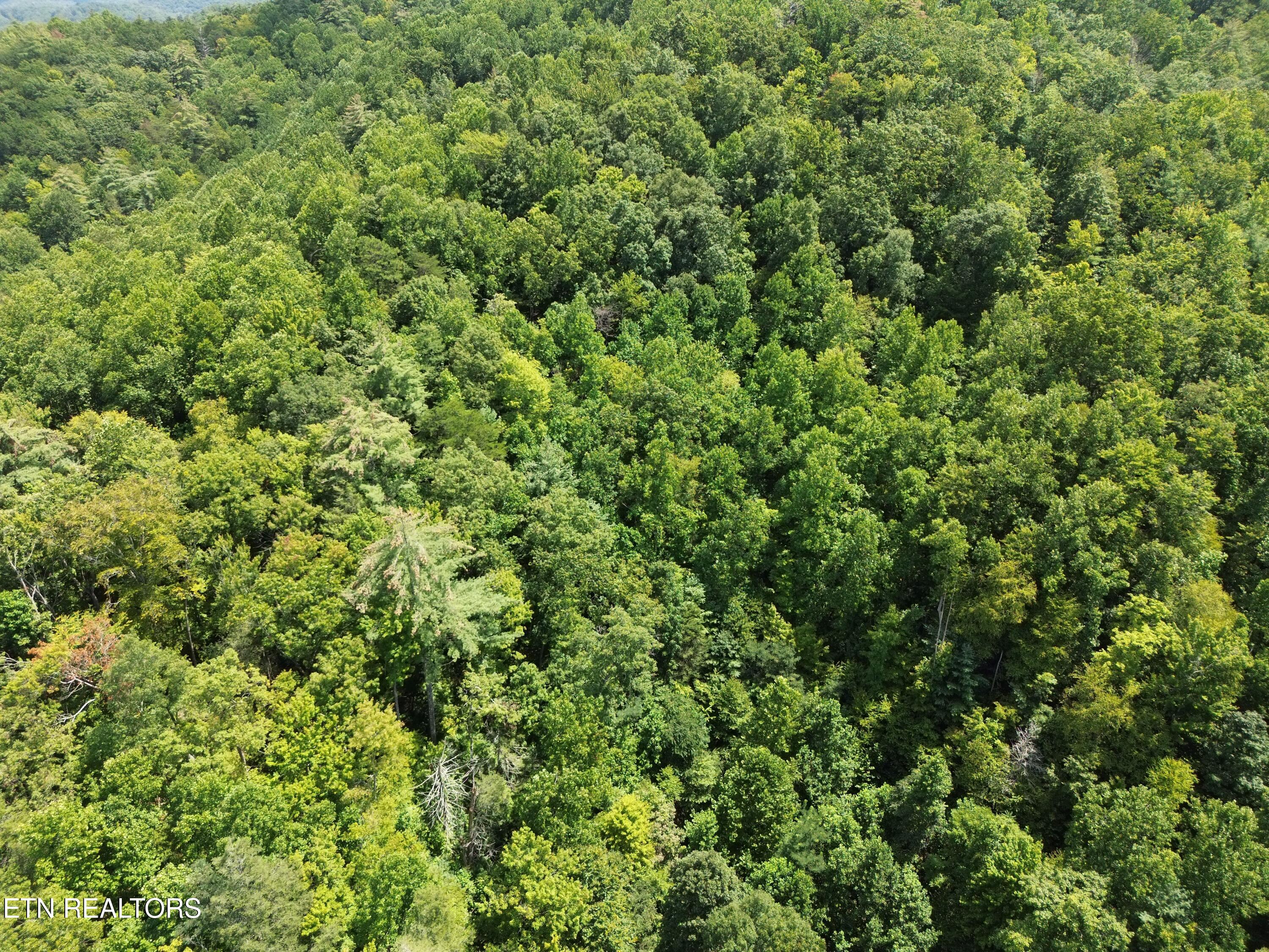 Bull Mountain Road Del Rio TN 37727