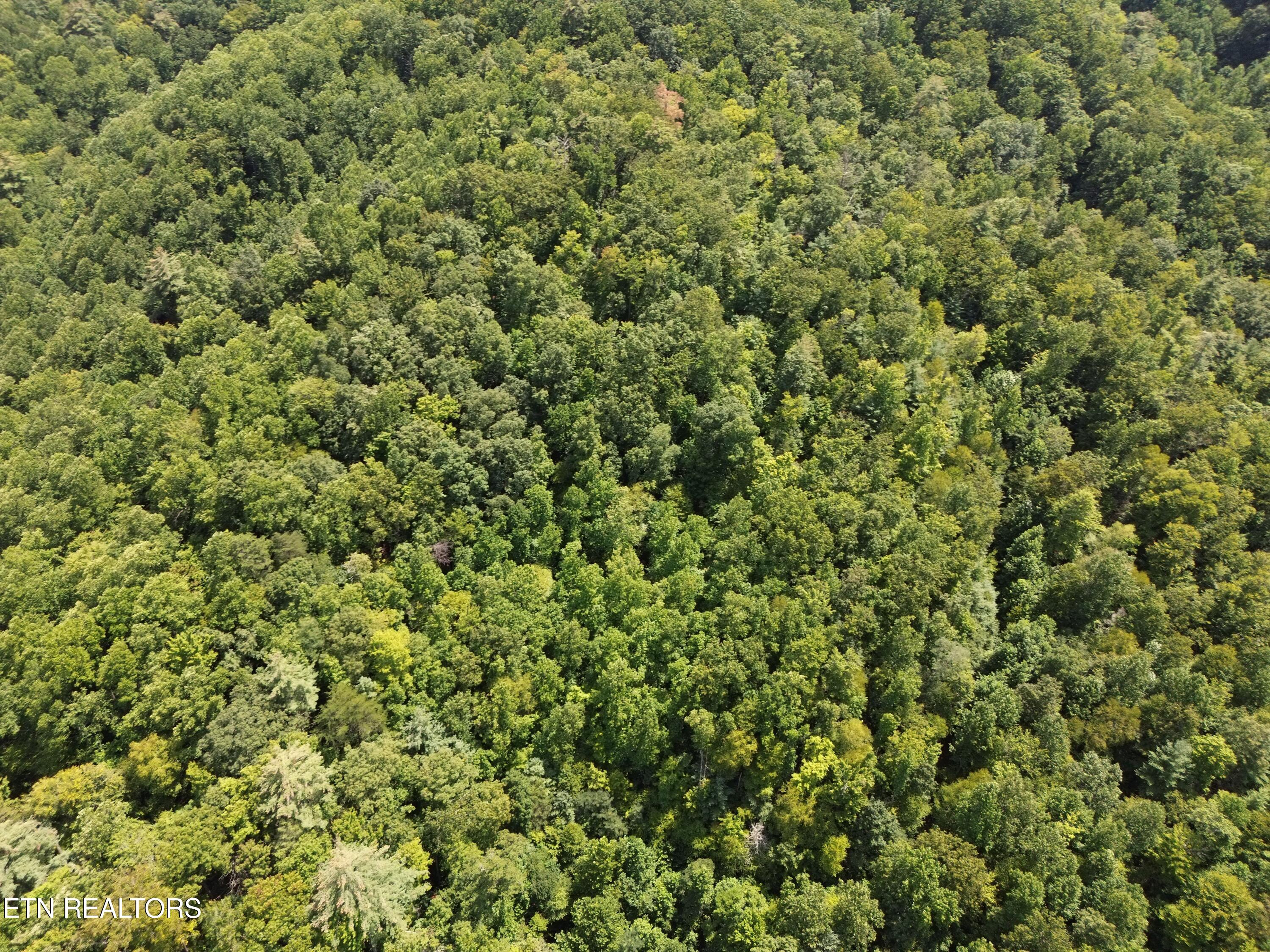 Bull Mountain Road Del Rio TN 37727