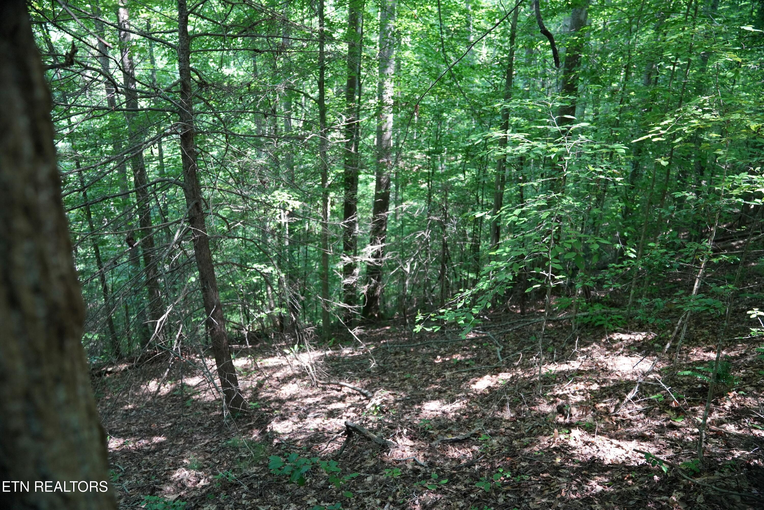 Bull Mountain Road Del Rio TN 37727