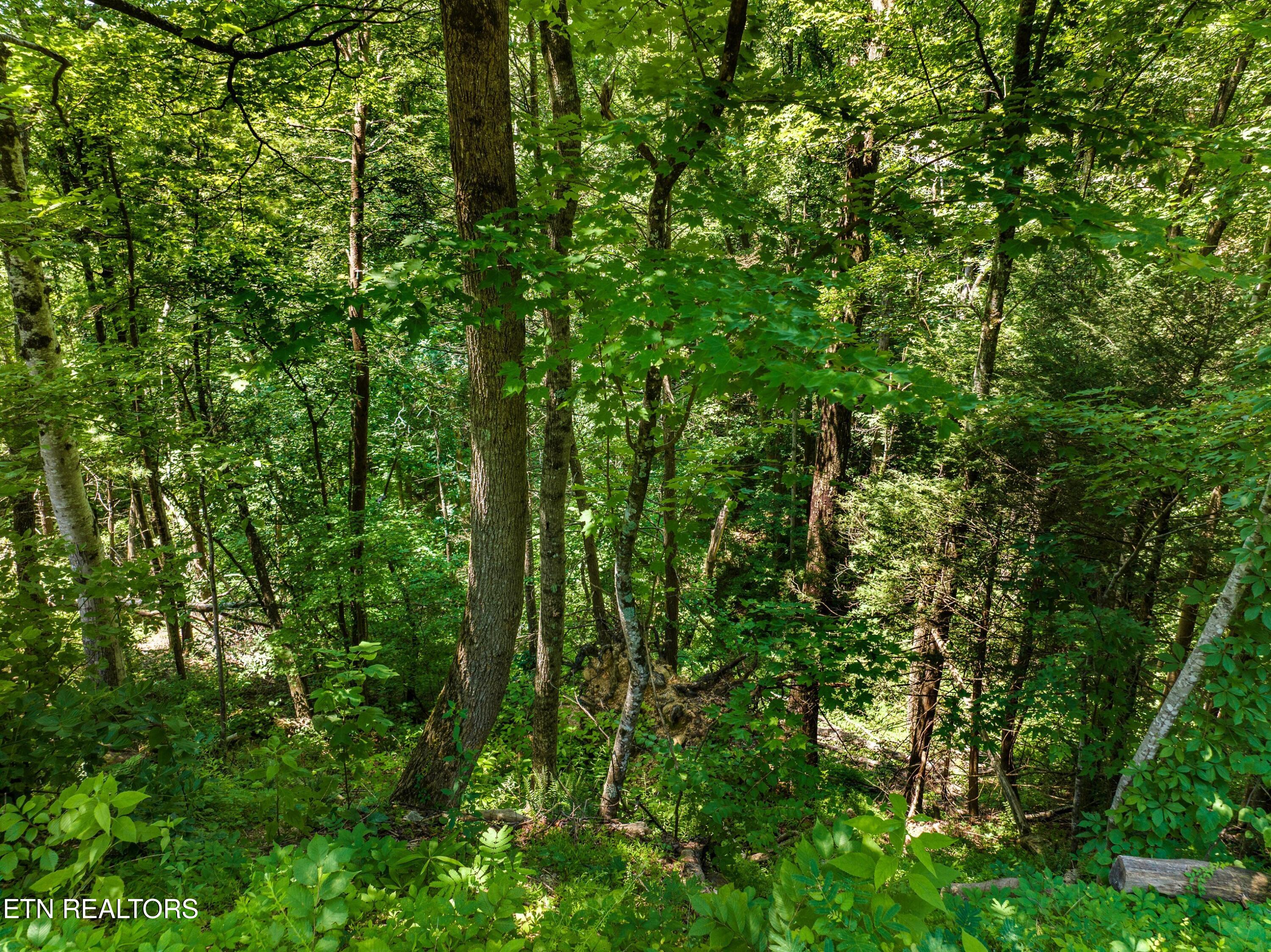 1005 Laurel Road Townsend TN 37882