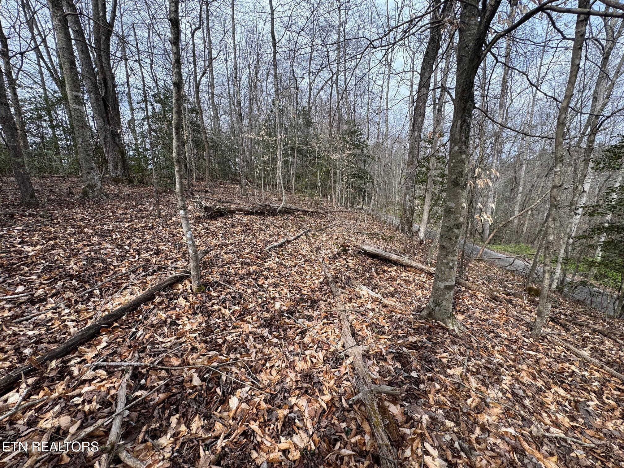 Honey Creek Loop Road Allardt TN 38504