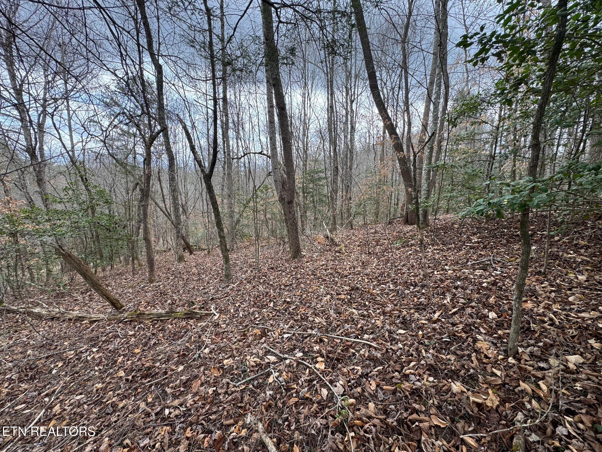 Honey Creek Loop Road Allardt TN 38504