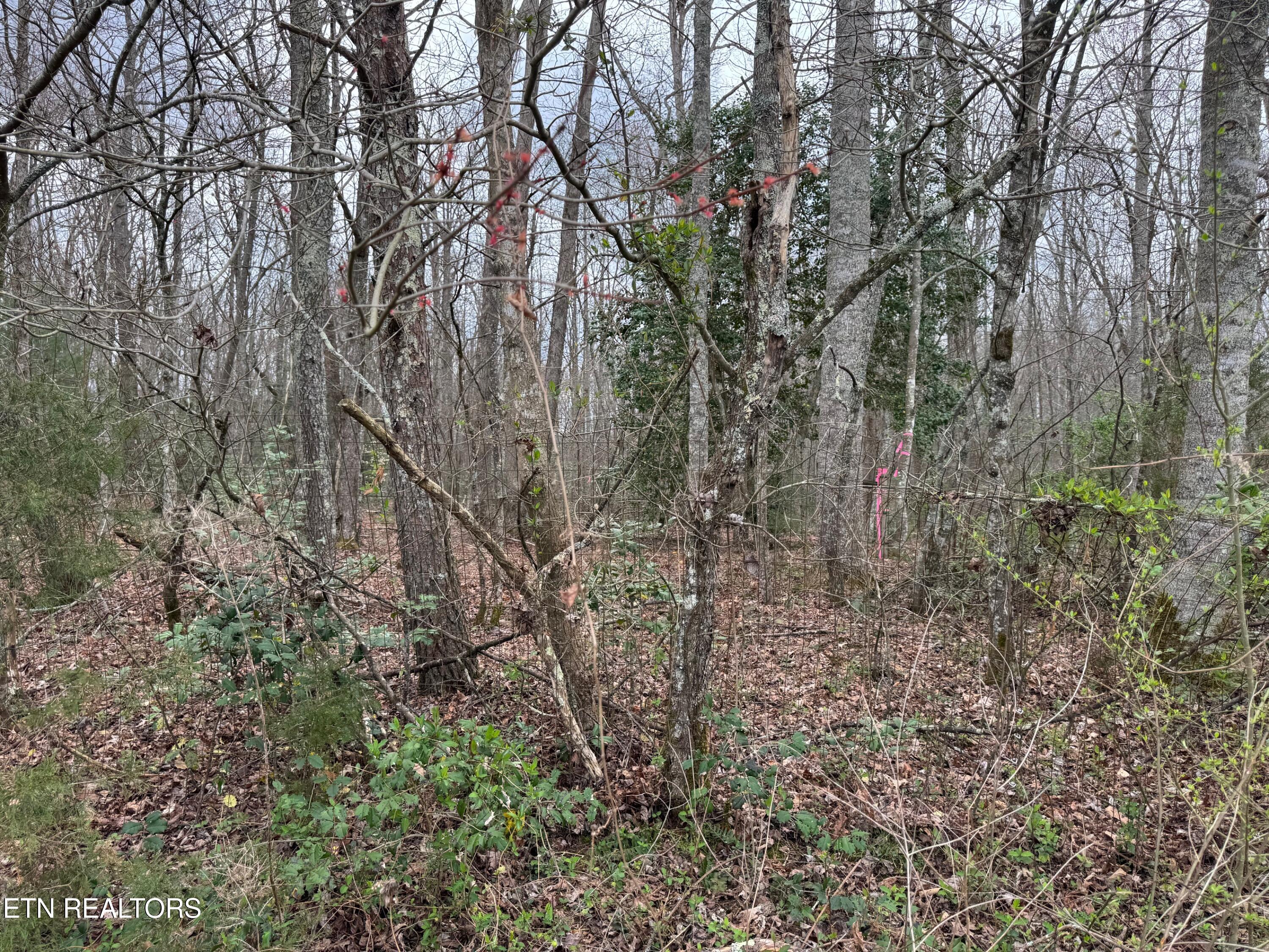 Honey Creek Loop Road Allardt TN 38504