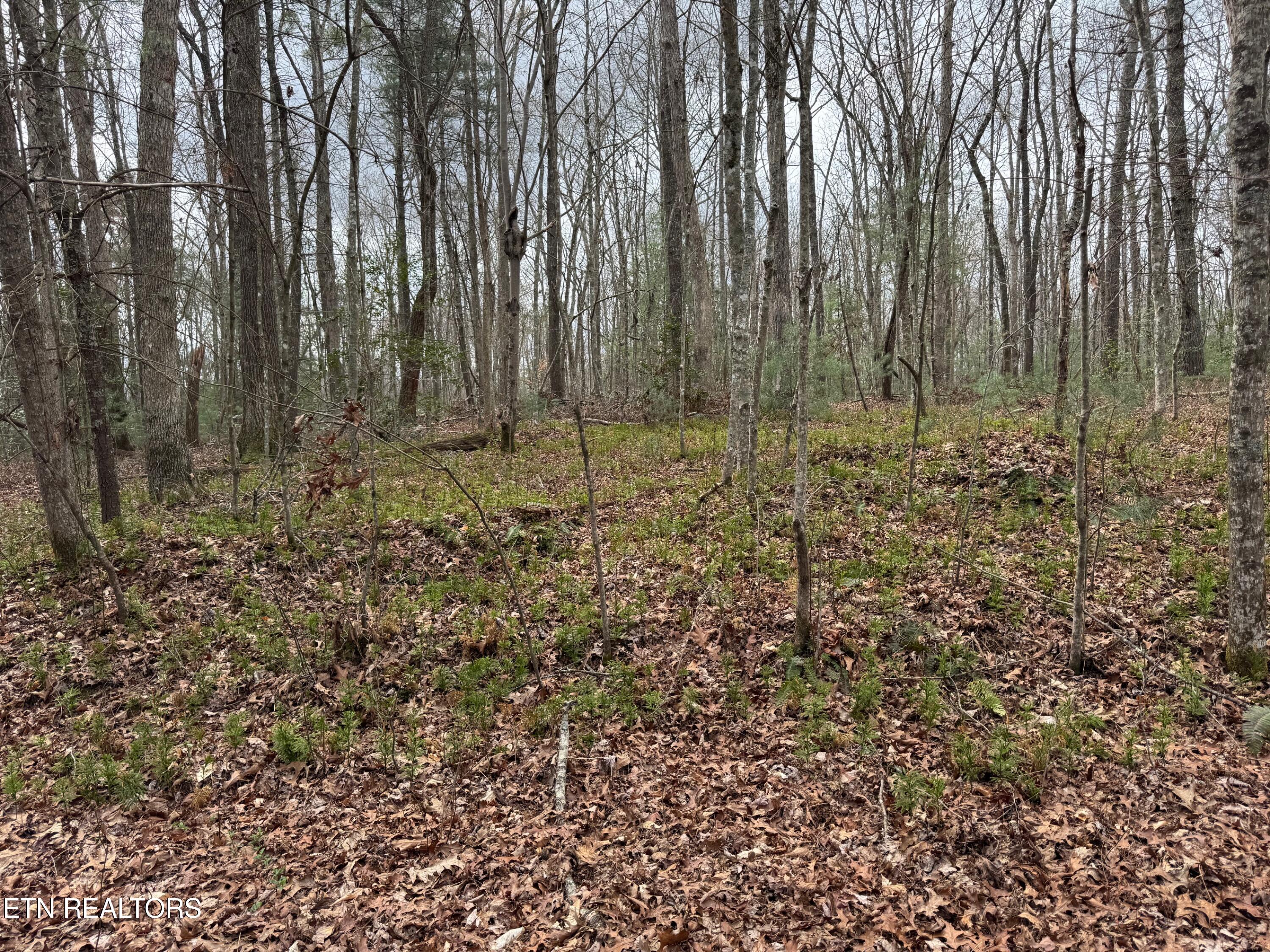 Honey Creek Loop Road Allardt TN 38504