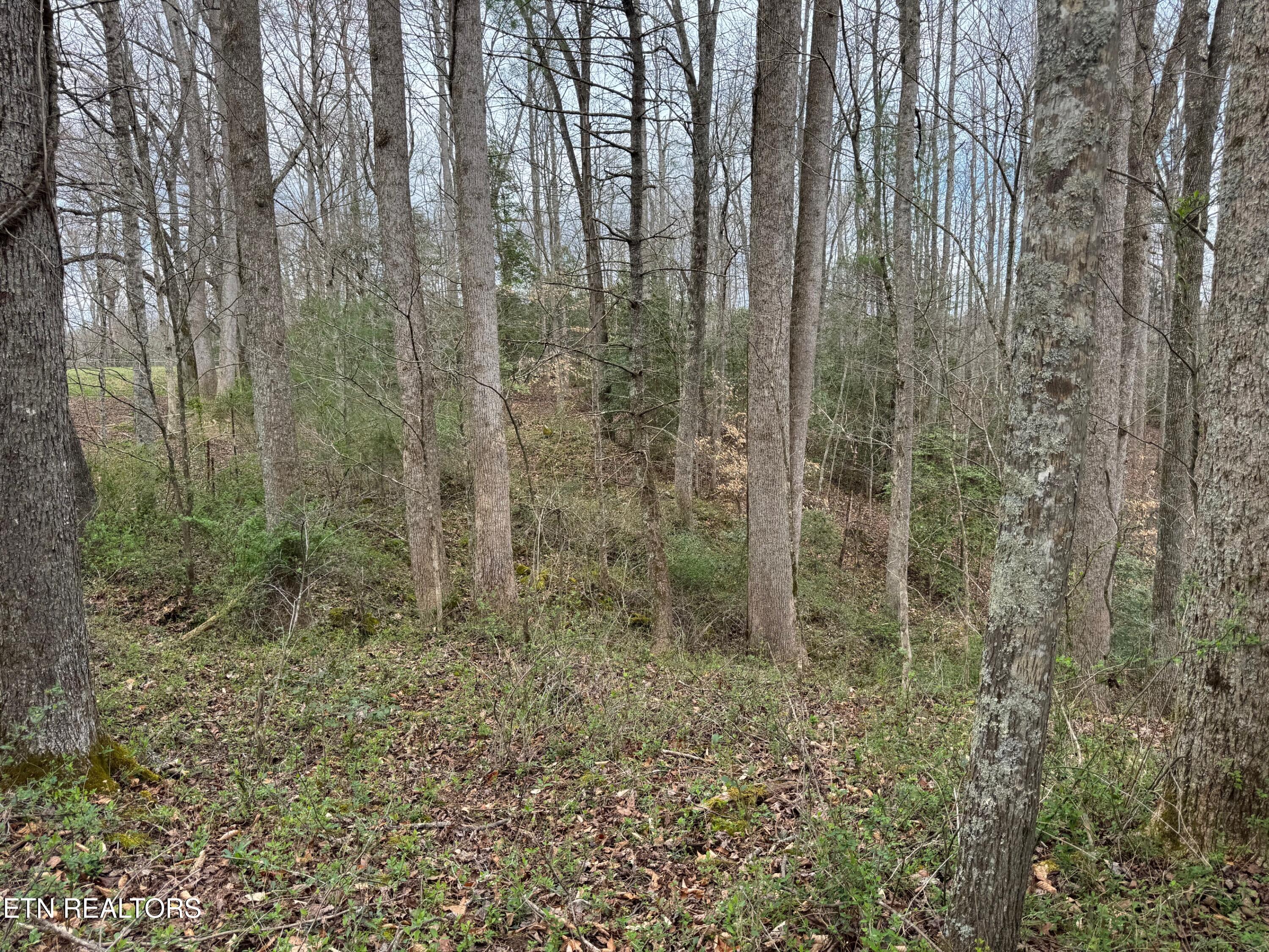Honey Creek Loop Road Allardt TN 38504