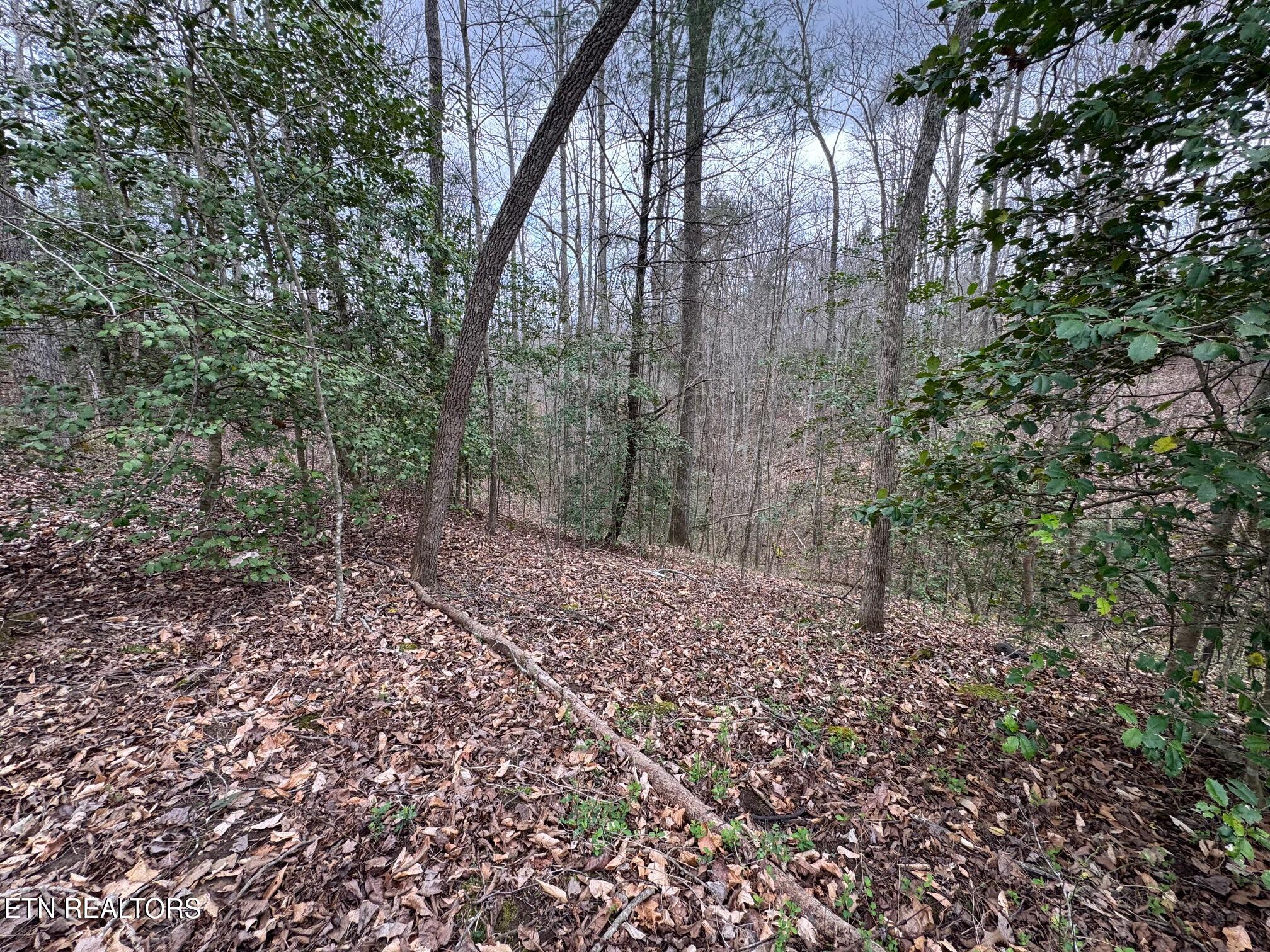 Honey Creek Loop Road Allardt TN 38504