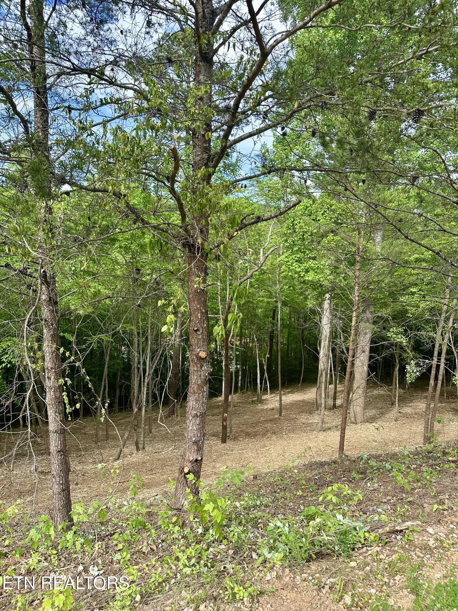 113 Laurel Way Lafollette TN 37766