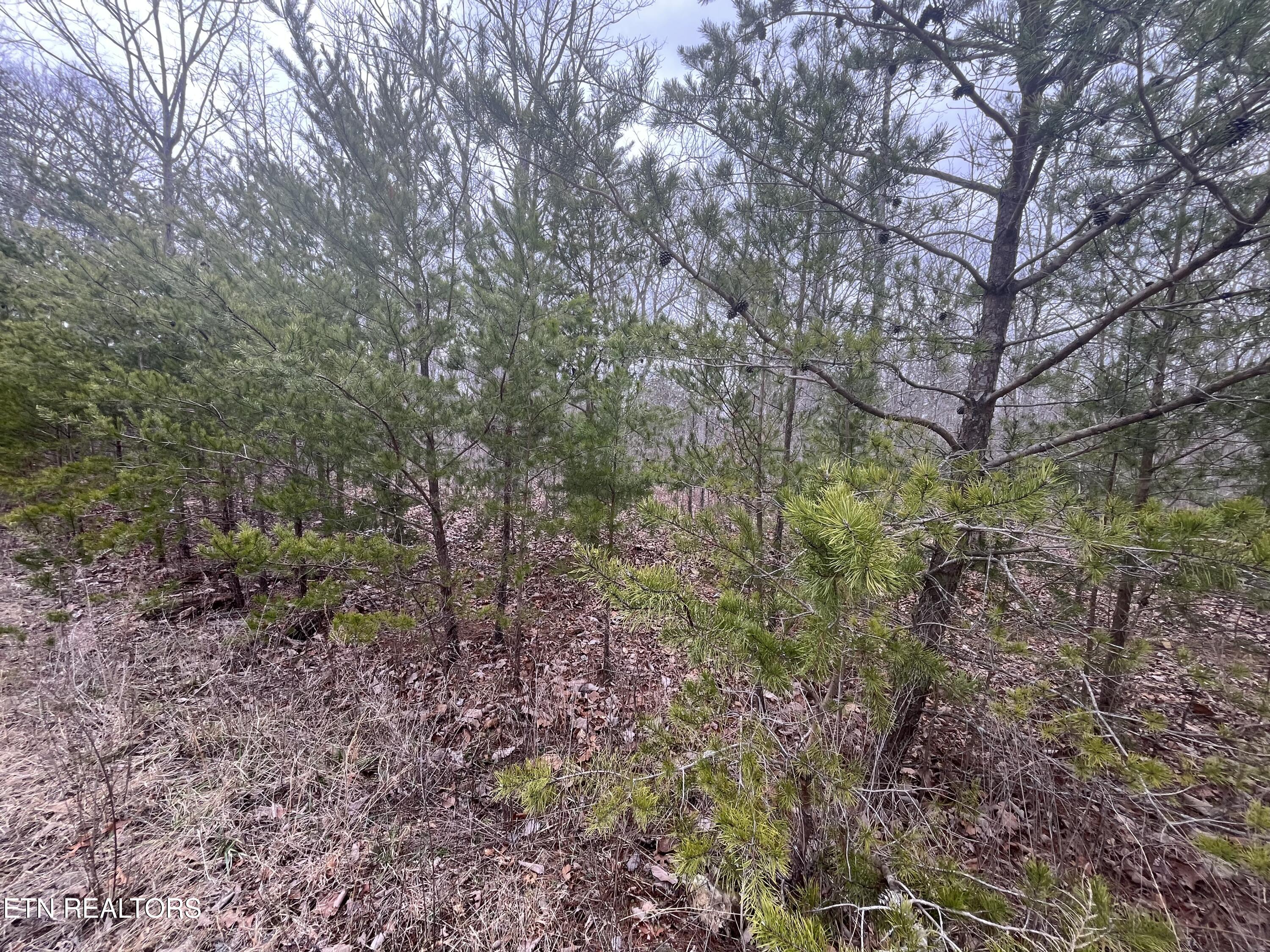 0 Maple Lane Pikeville TN 37367