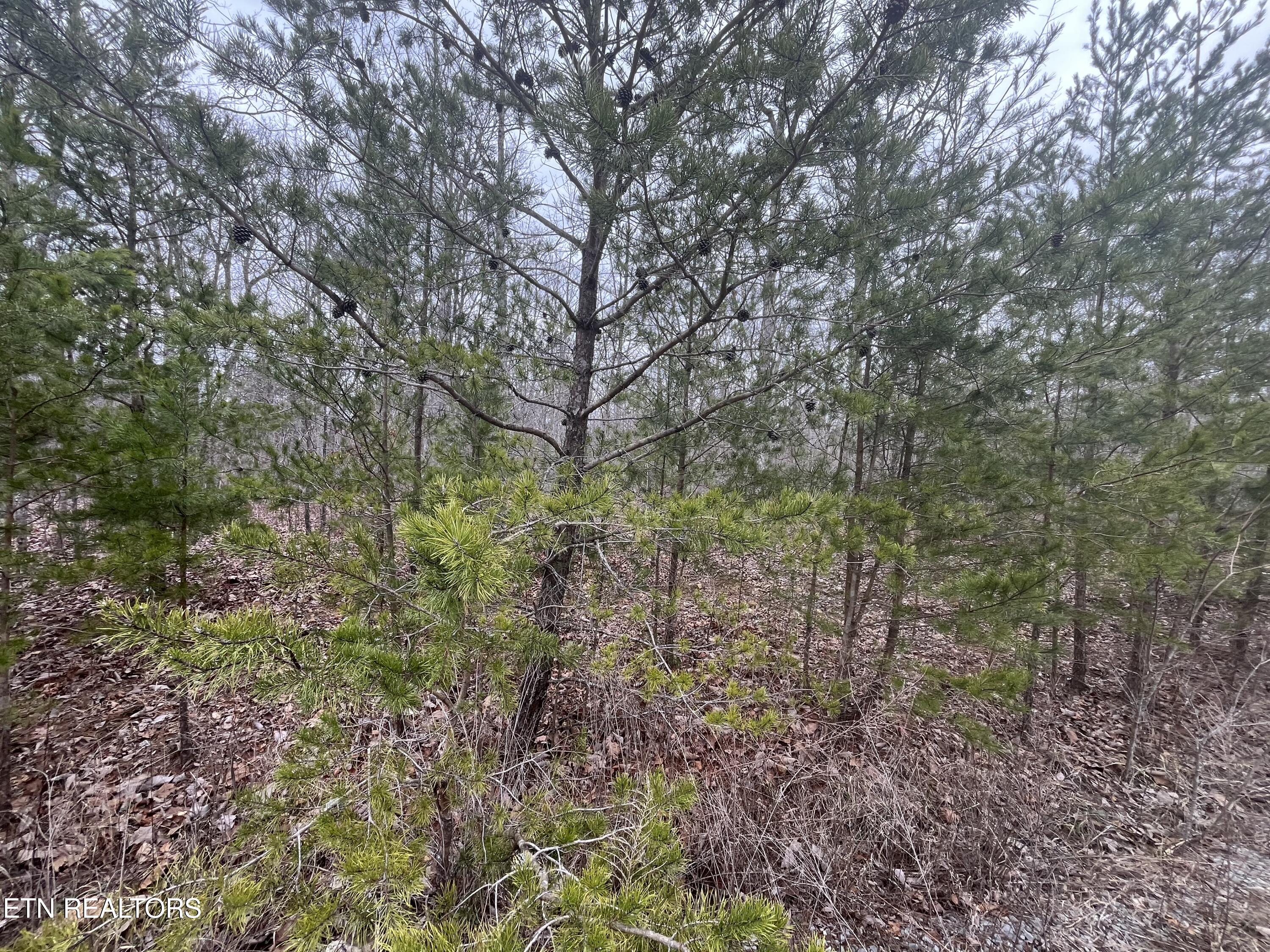 0 Maple Lane Pikeville TN 37367