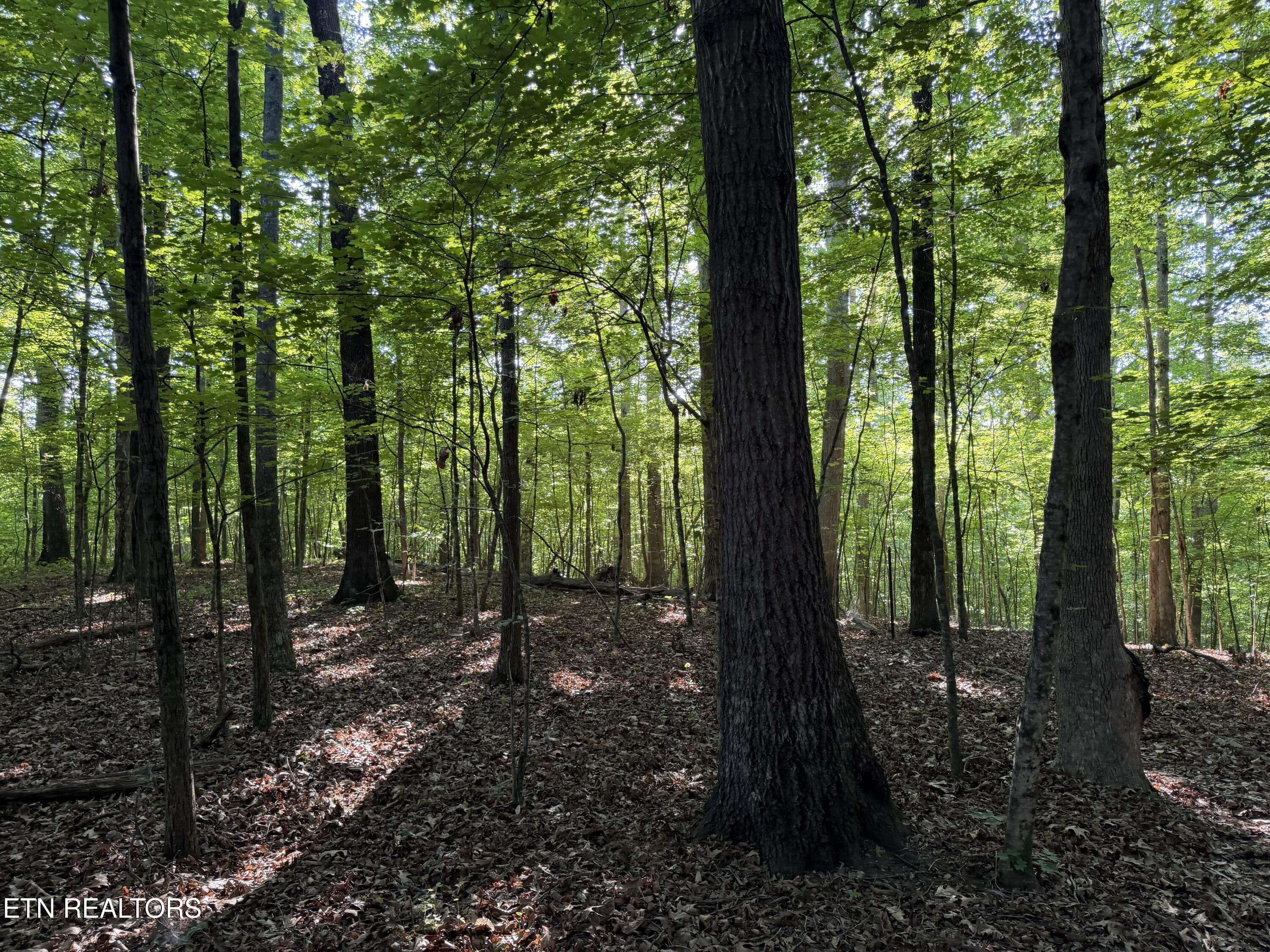 White Wing Road Lenoir City TN 37771