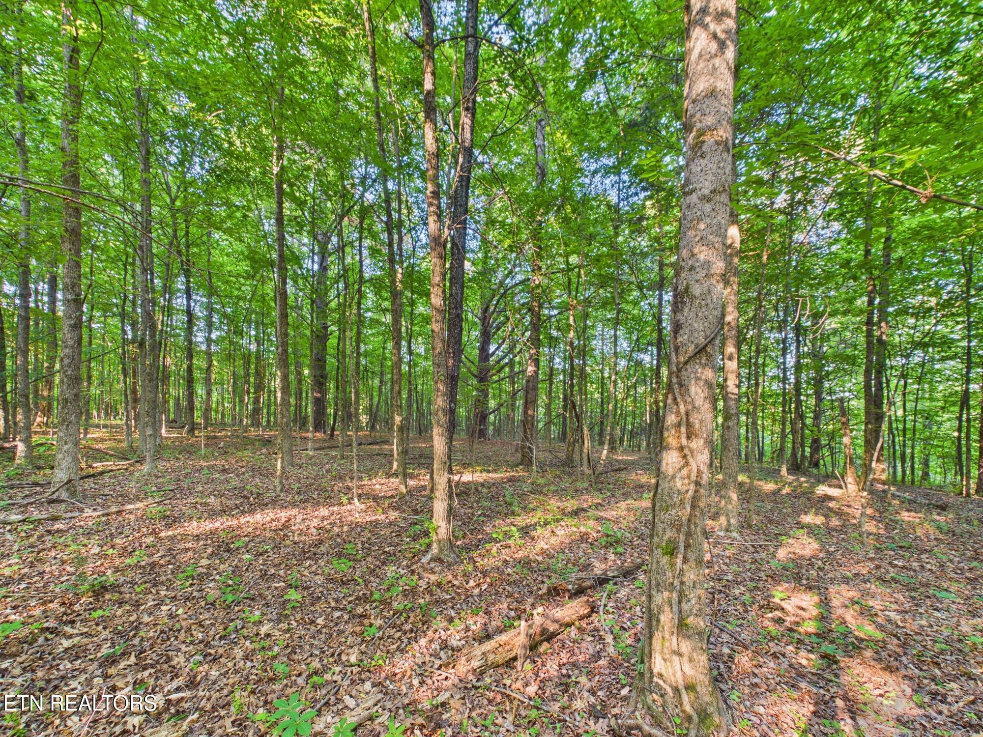 White Wing Road Lenoir City TN 37771