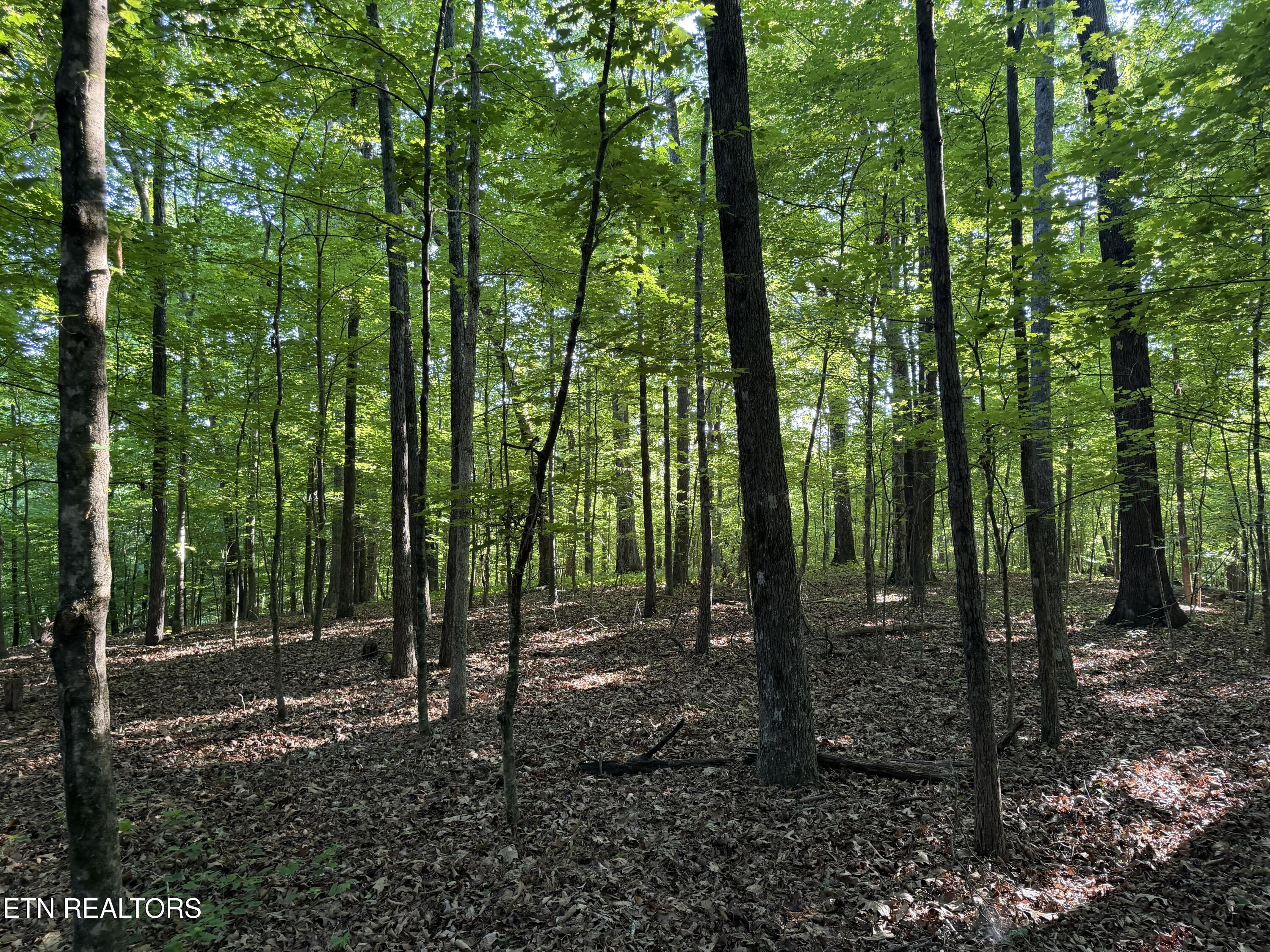 White Wing Road Lenoir City TN 37771