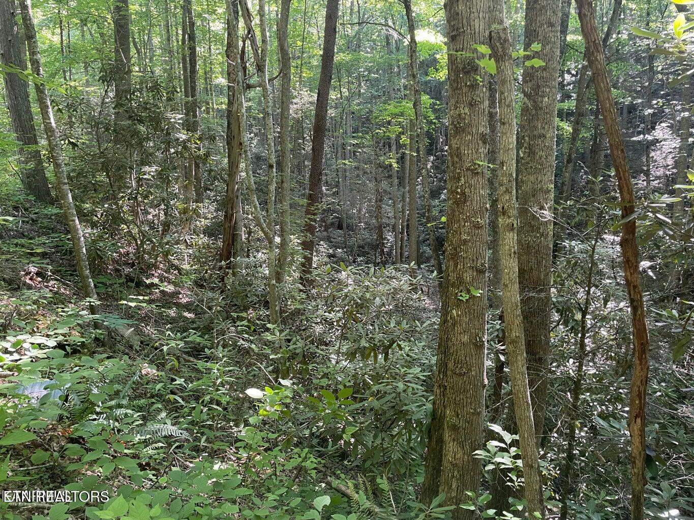 Lot 76 Sycamore Street Sevierville TN 37876