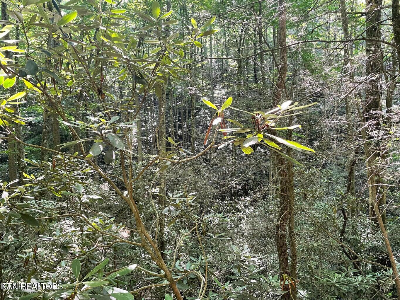 Lot 76 Sycamore Street Sevierville TN 37876