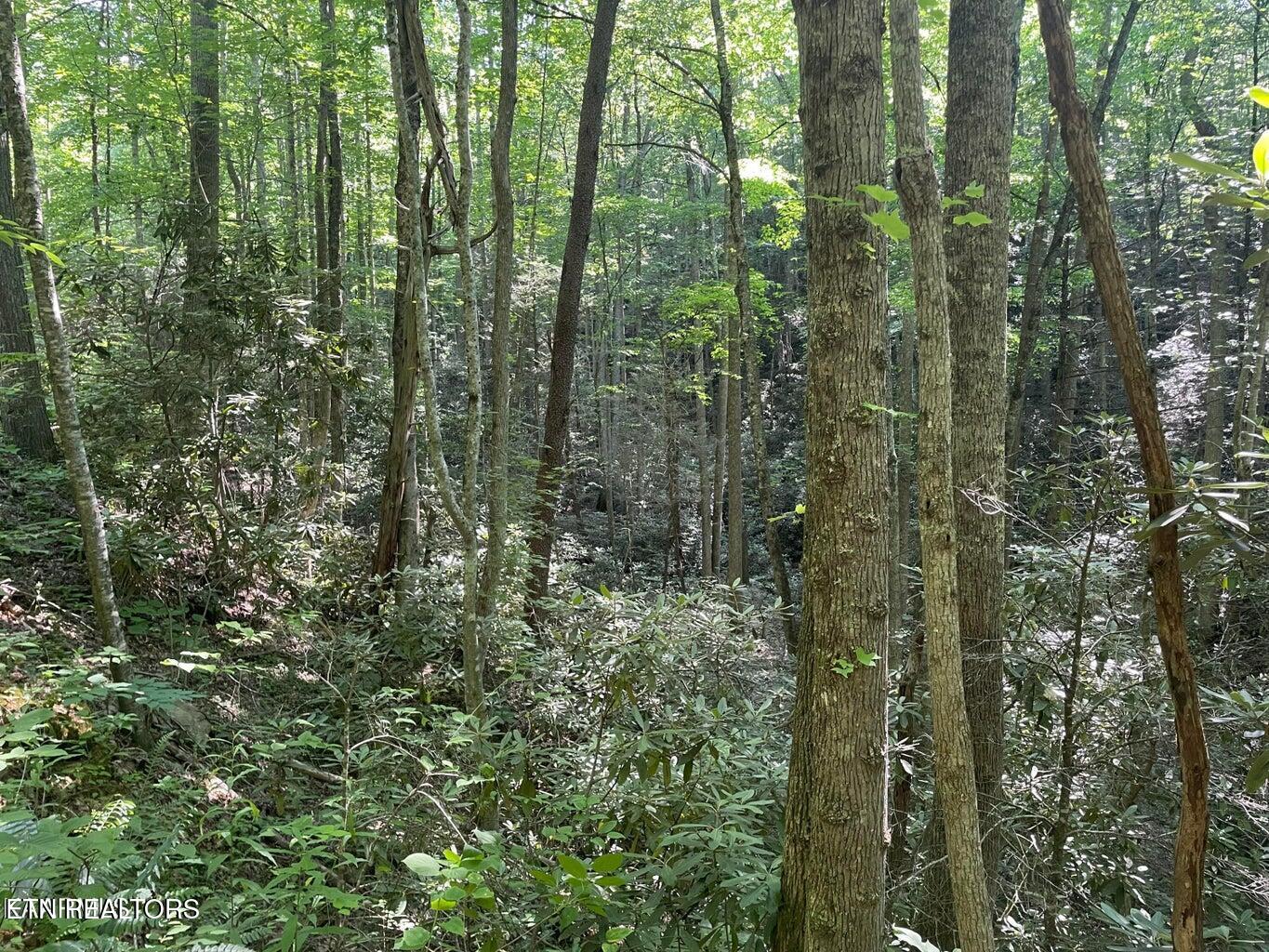Lot 76 Sycamore Street Sevierville TN 37876