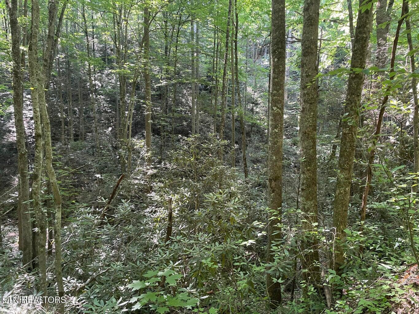 Lot 76 Sycamore Street Sevierville TN 37876