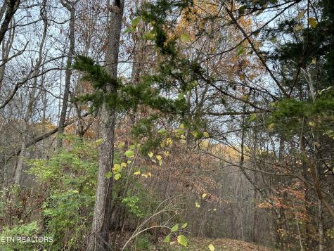 Shady Lane Luttrell TN 37779