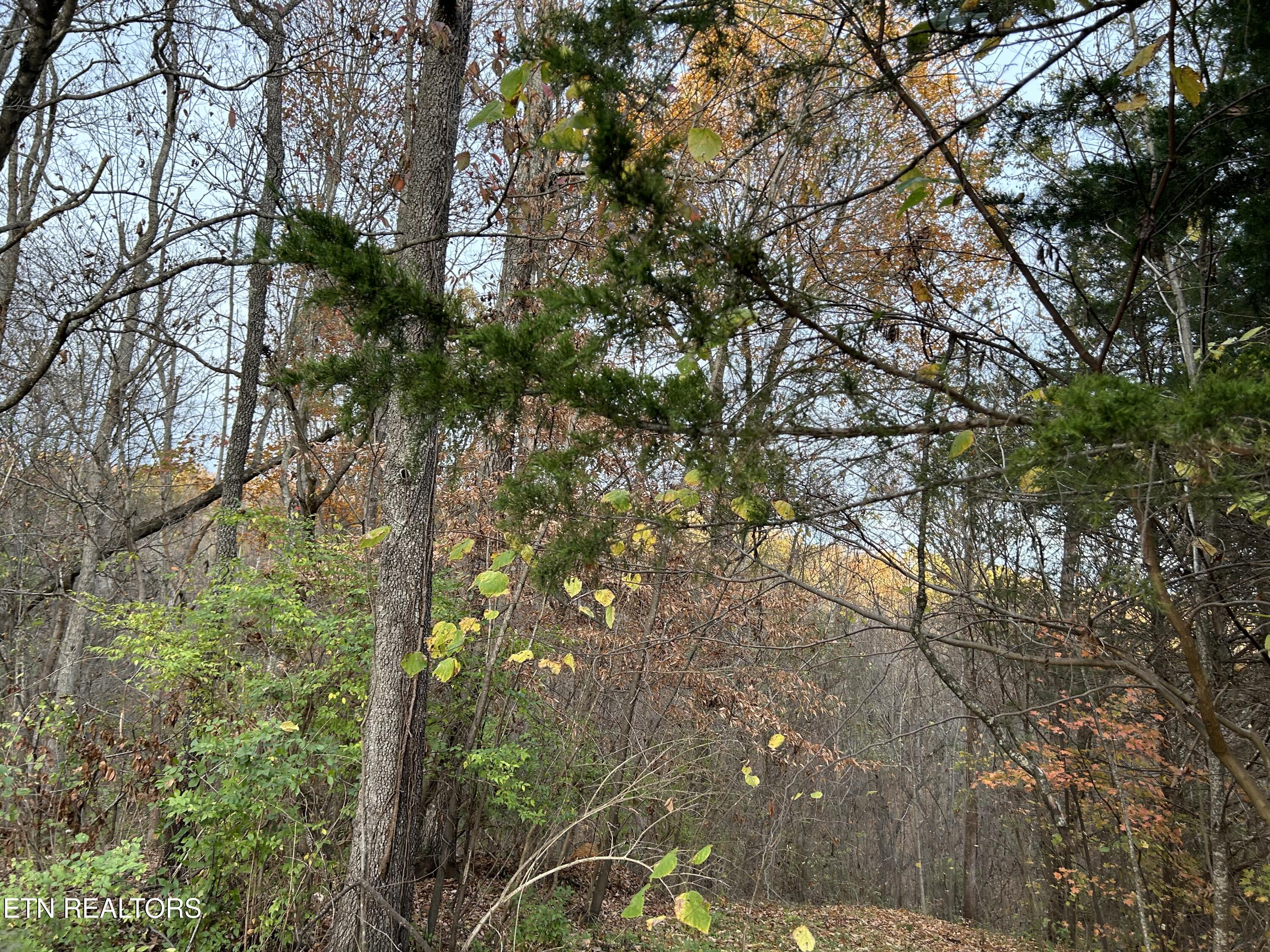 Shady Lane Luttrell TN 37779
