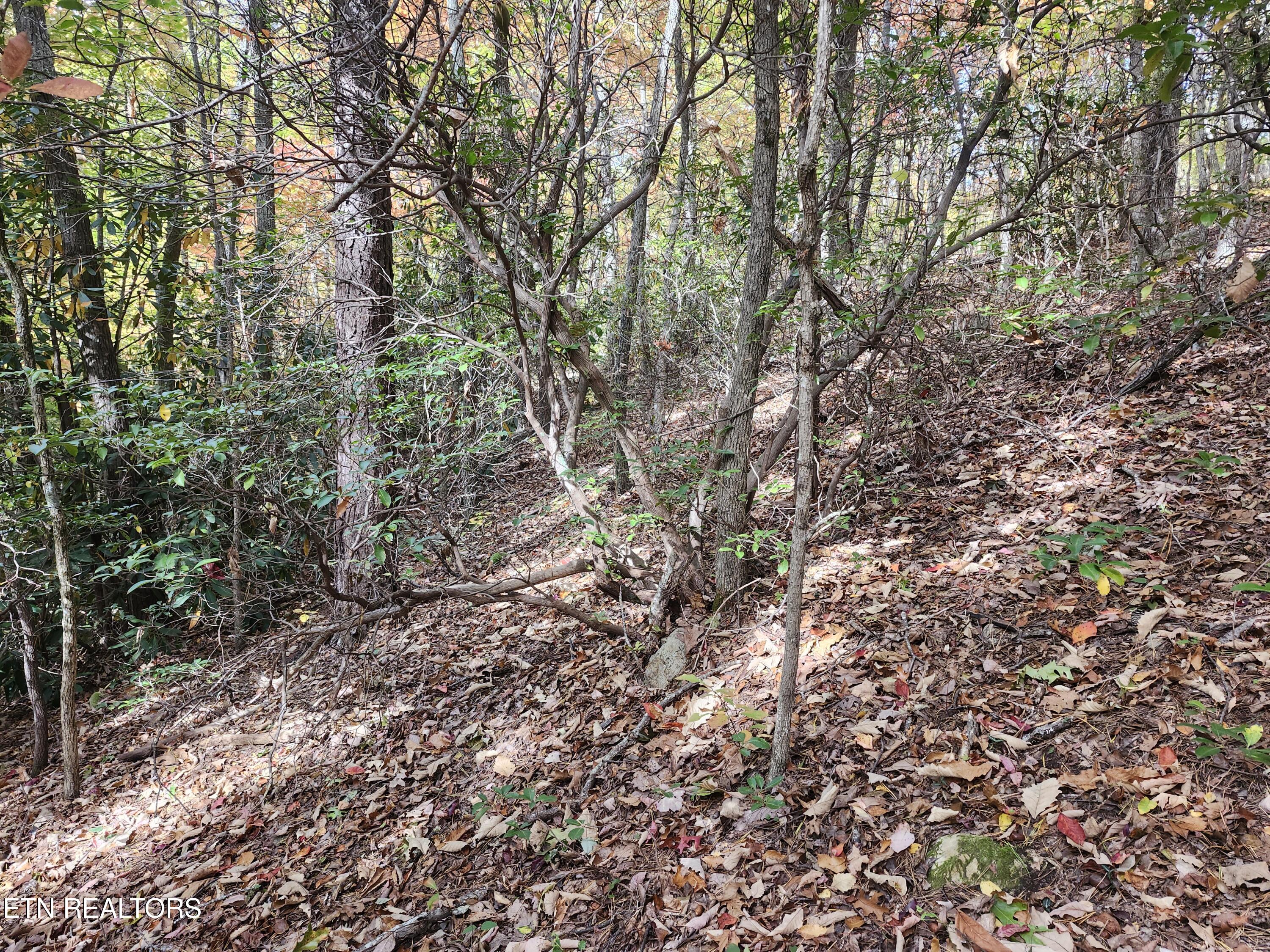 Lot 11 Bluff Mountain Road Sevierville TN 37876