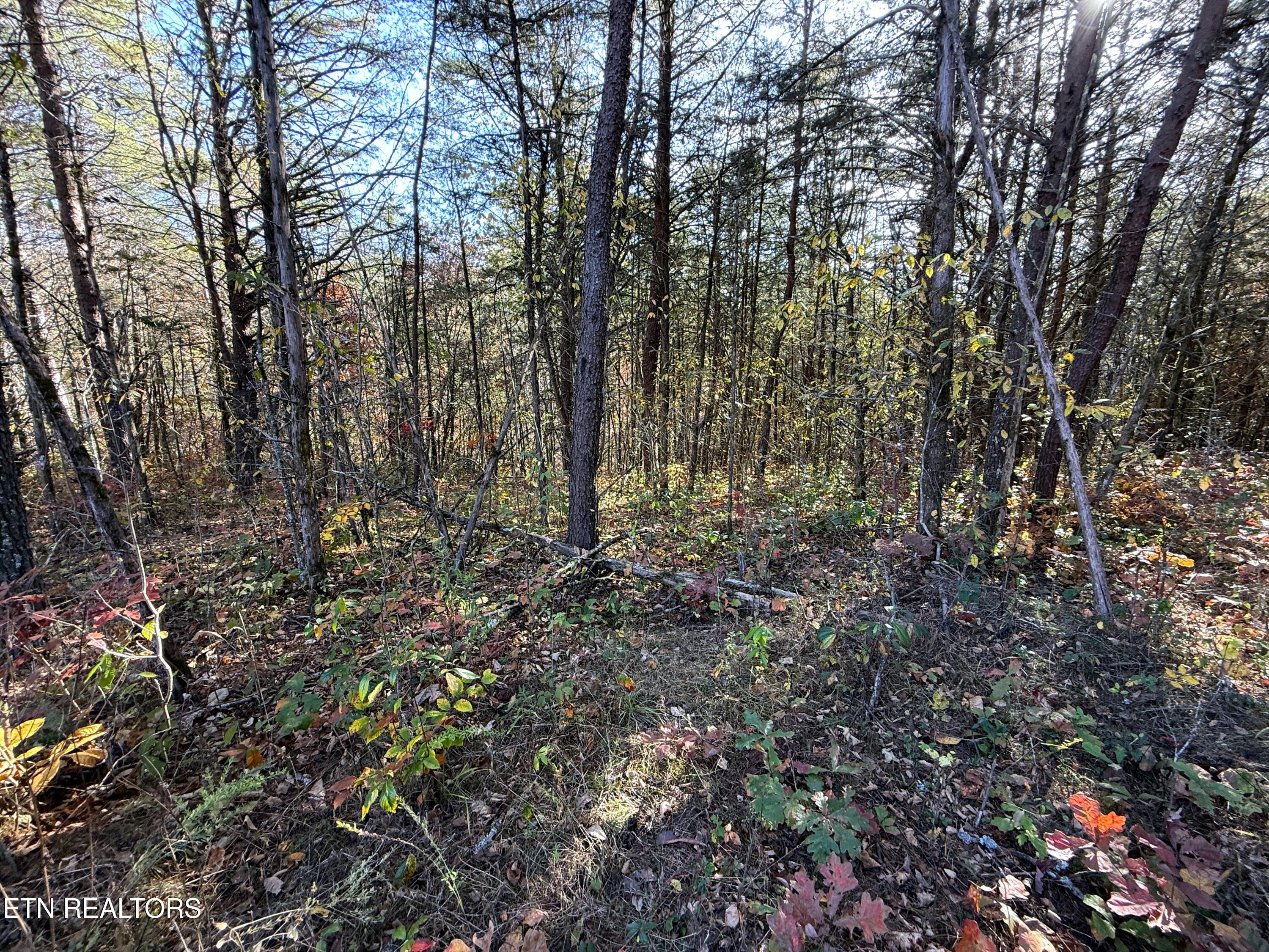 Tracts 1-3 Topaz Way Parrottsville TN 37843