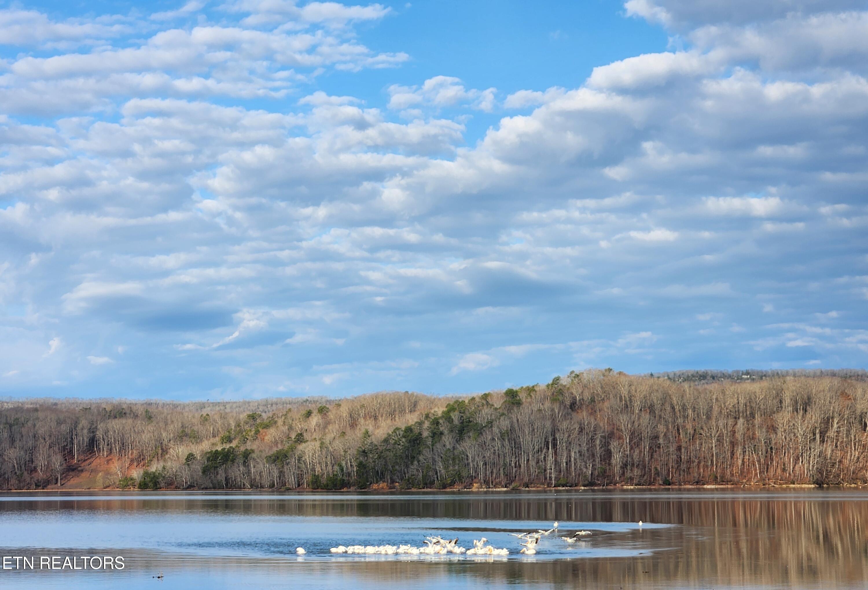 Eagle Point Drive Rockwood TN 37854