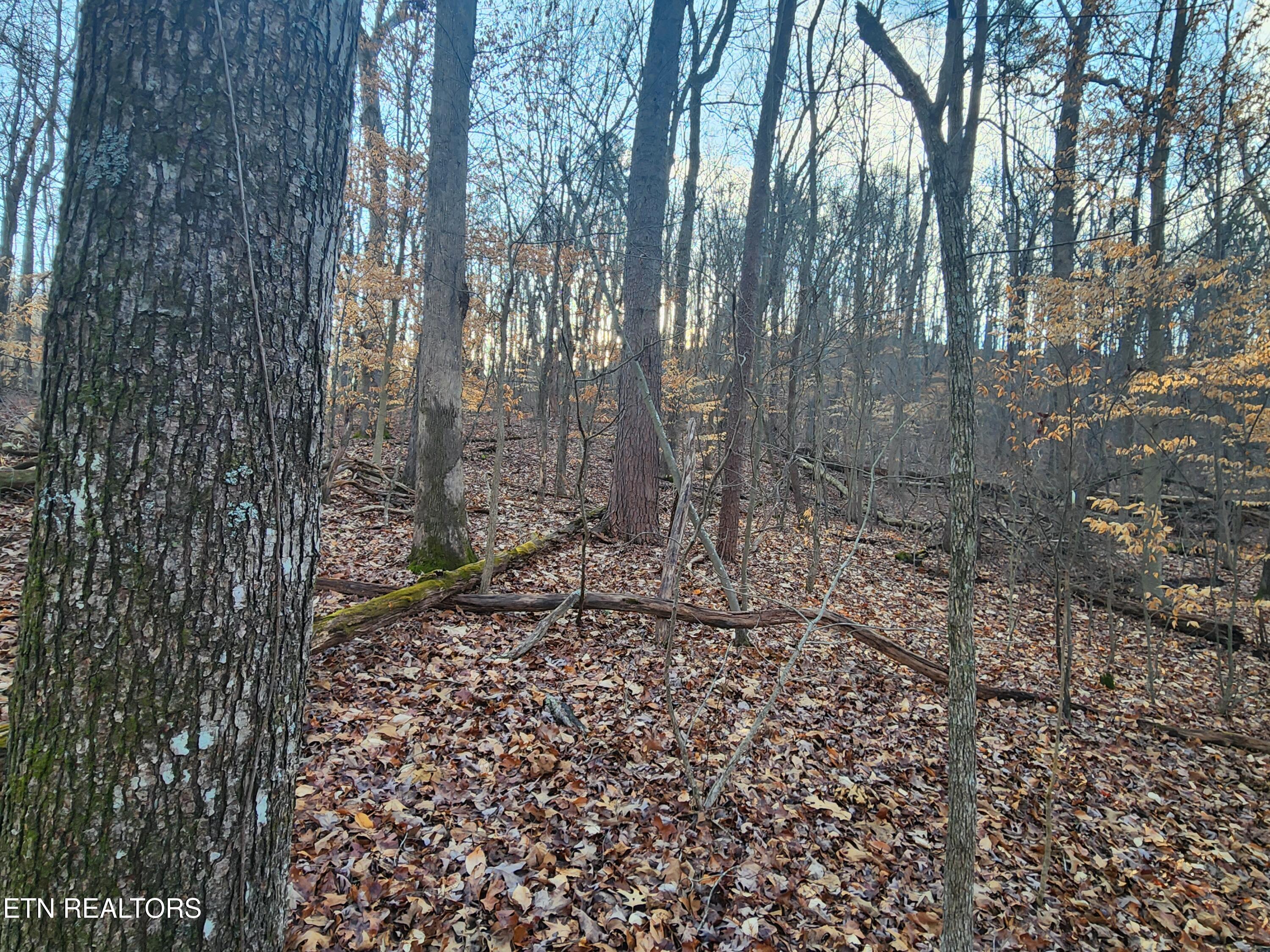 Eagle Point Drive Rockwood TN 37854