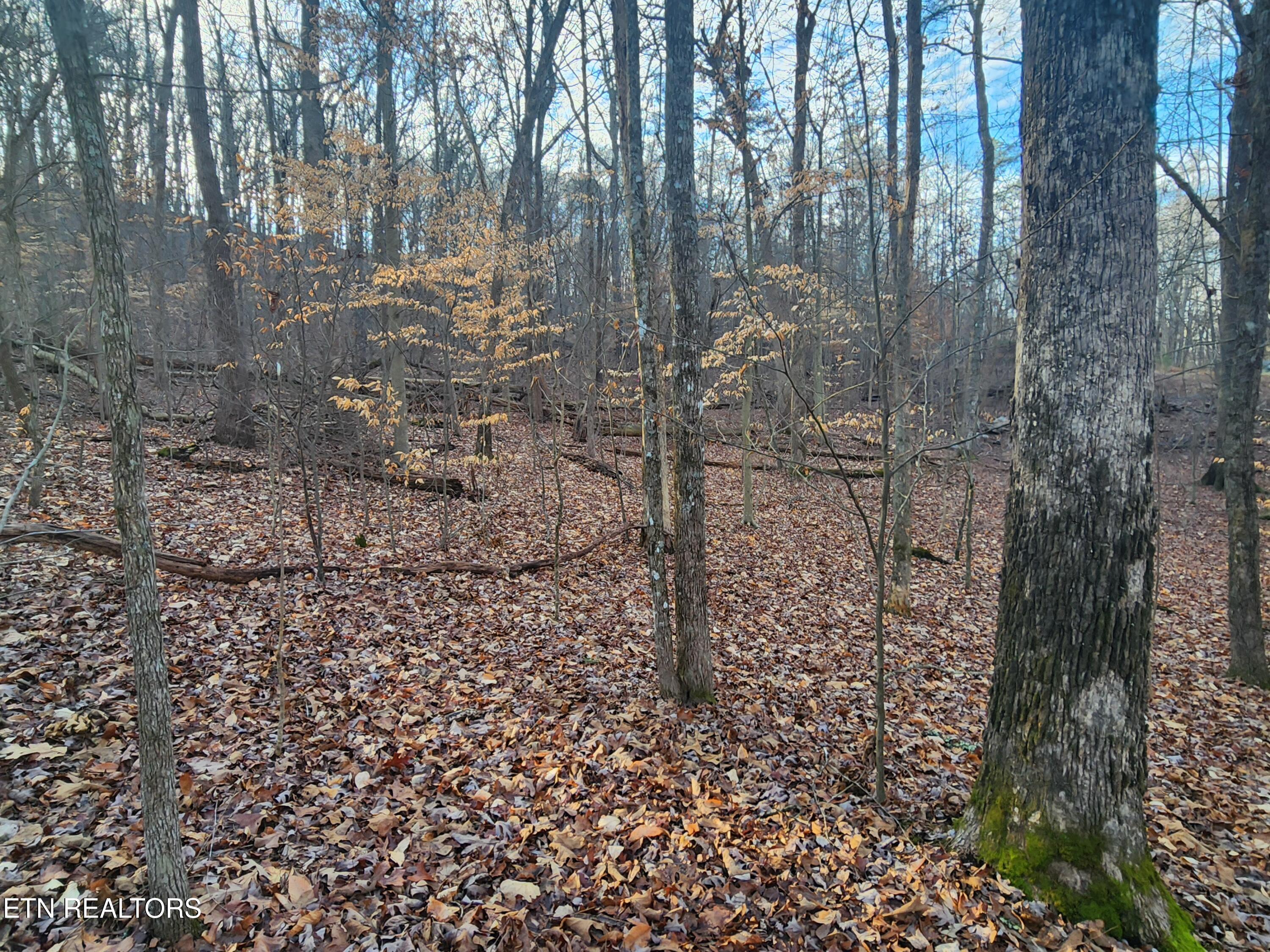 Eagle Point Drive Rockwood TN 37854