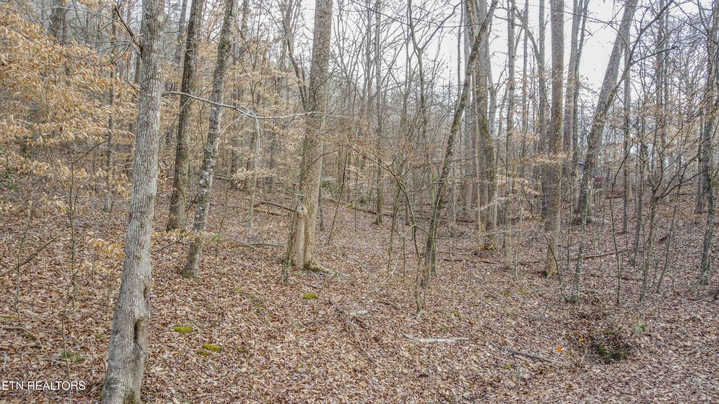 Eagle Point Drive Rockwood TN 37854
