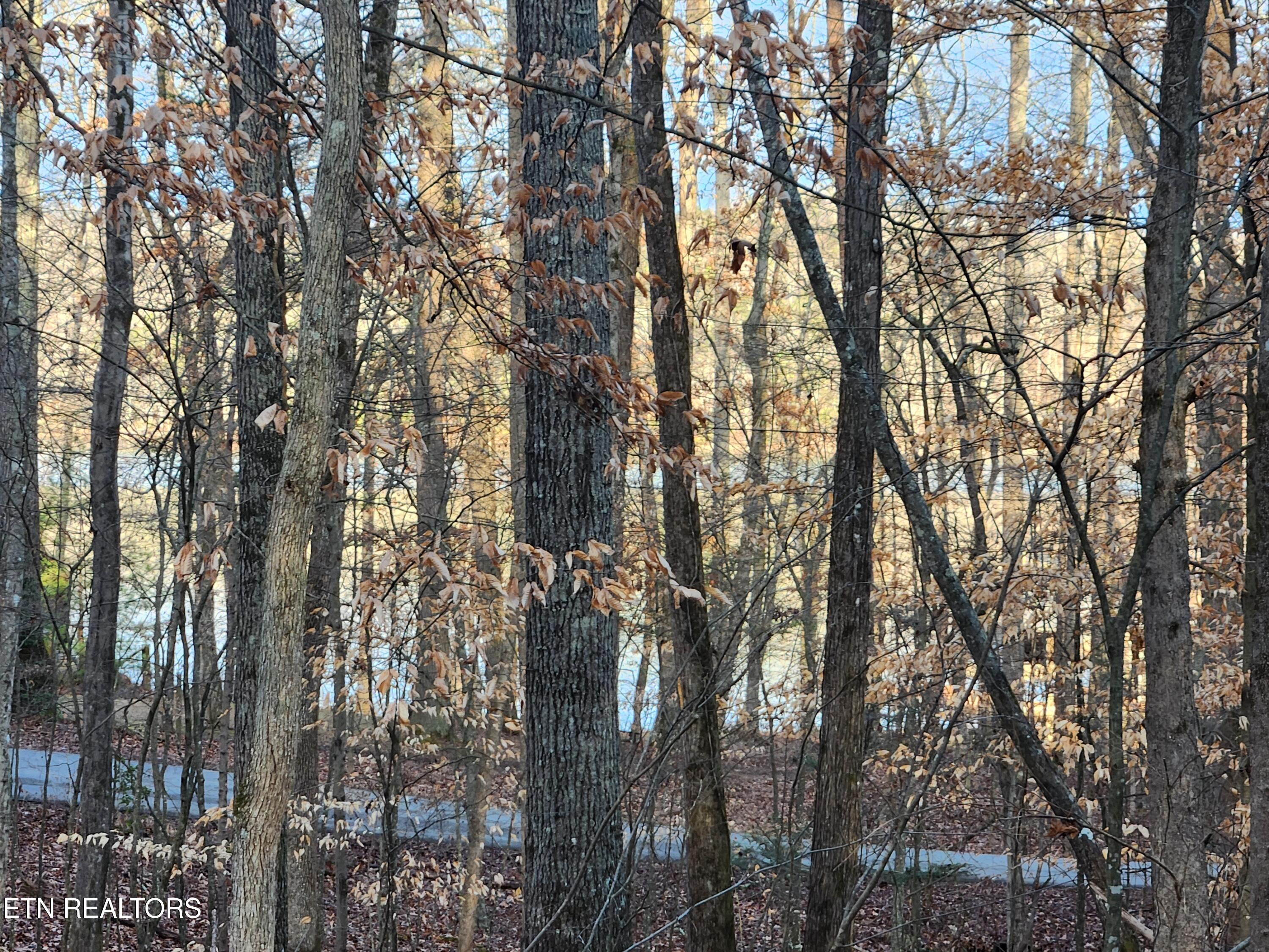 Eagle Point Drive Rockwood TN 37854