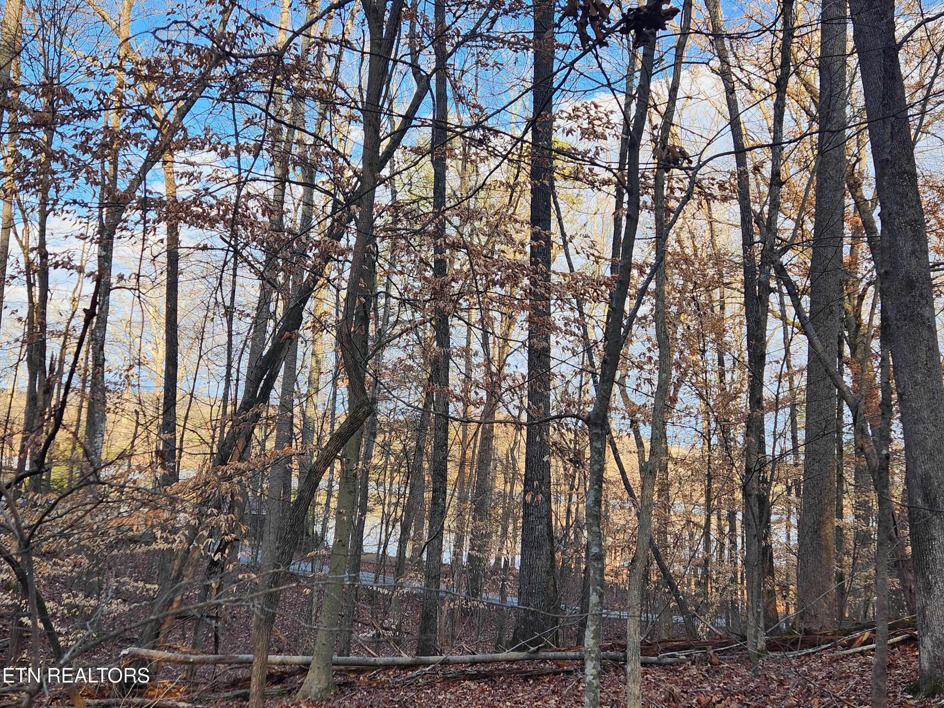 Eagle Point Drive Rockwood TN 37854